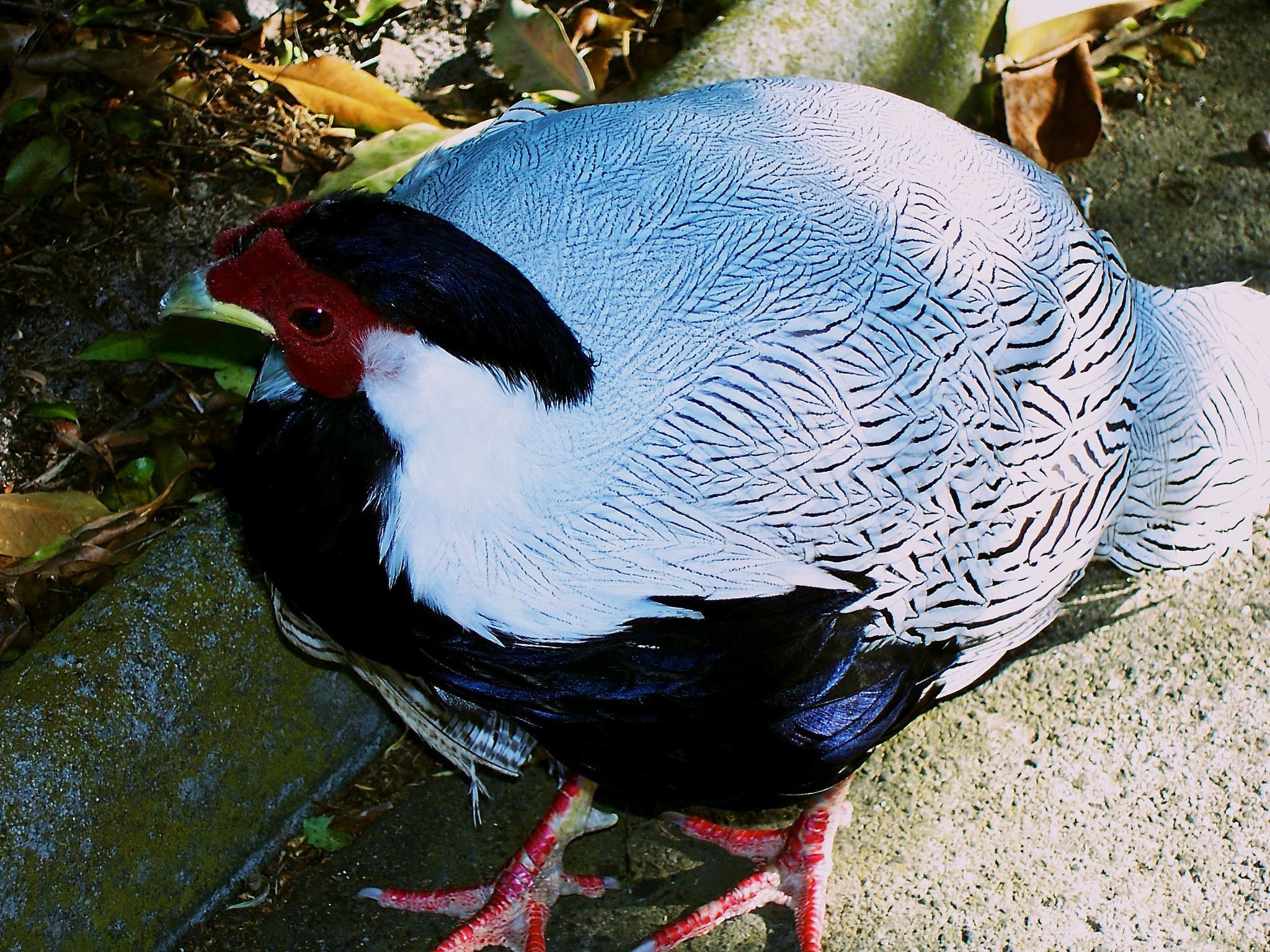 Kodak Z700 ZOOM DIGITAL CAMERA sample photo. Unknown bird o photography