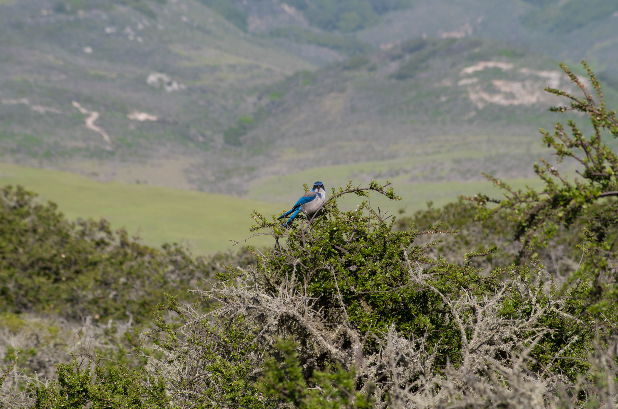 Pentax K-50 + smc Pentax-DA L 50-200mm F4-5.6 ED WR sample photo. Blue bird stare photography