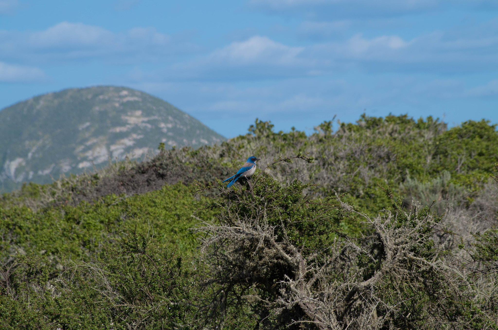 smc Pentax-DA L 50-200mm F4-5.6 ED WR sample photo. Blue bird candid photography