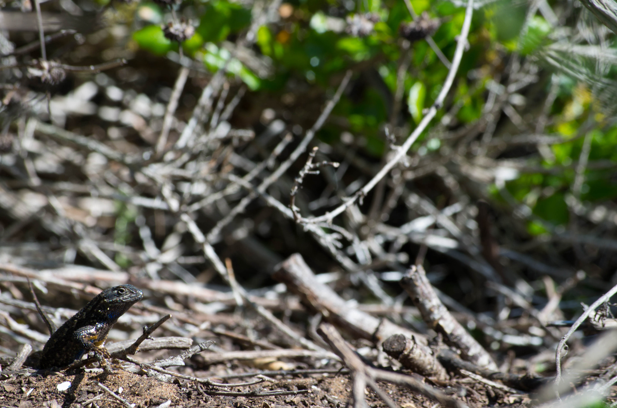 Pentax K-50 + smc Pentax-DA L 50-200mm F4-5.6 ED WR sample photo. Dapper lizard photography