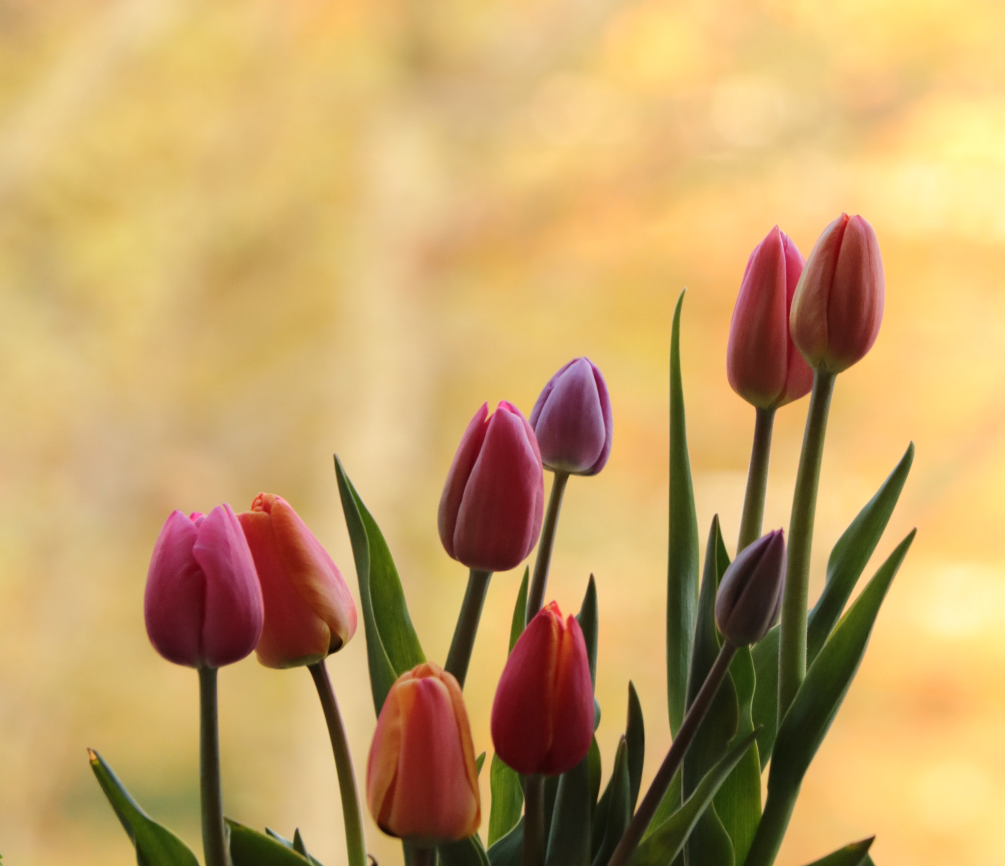 Canon EF-S 55-250mm F4-5.6 IS STM sample photo. Tulips photography
