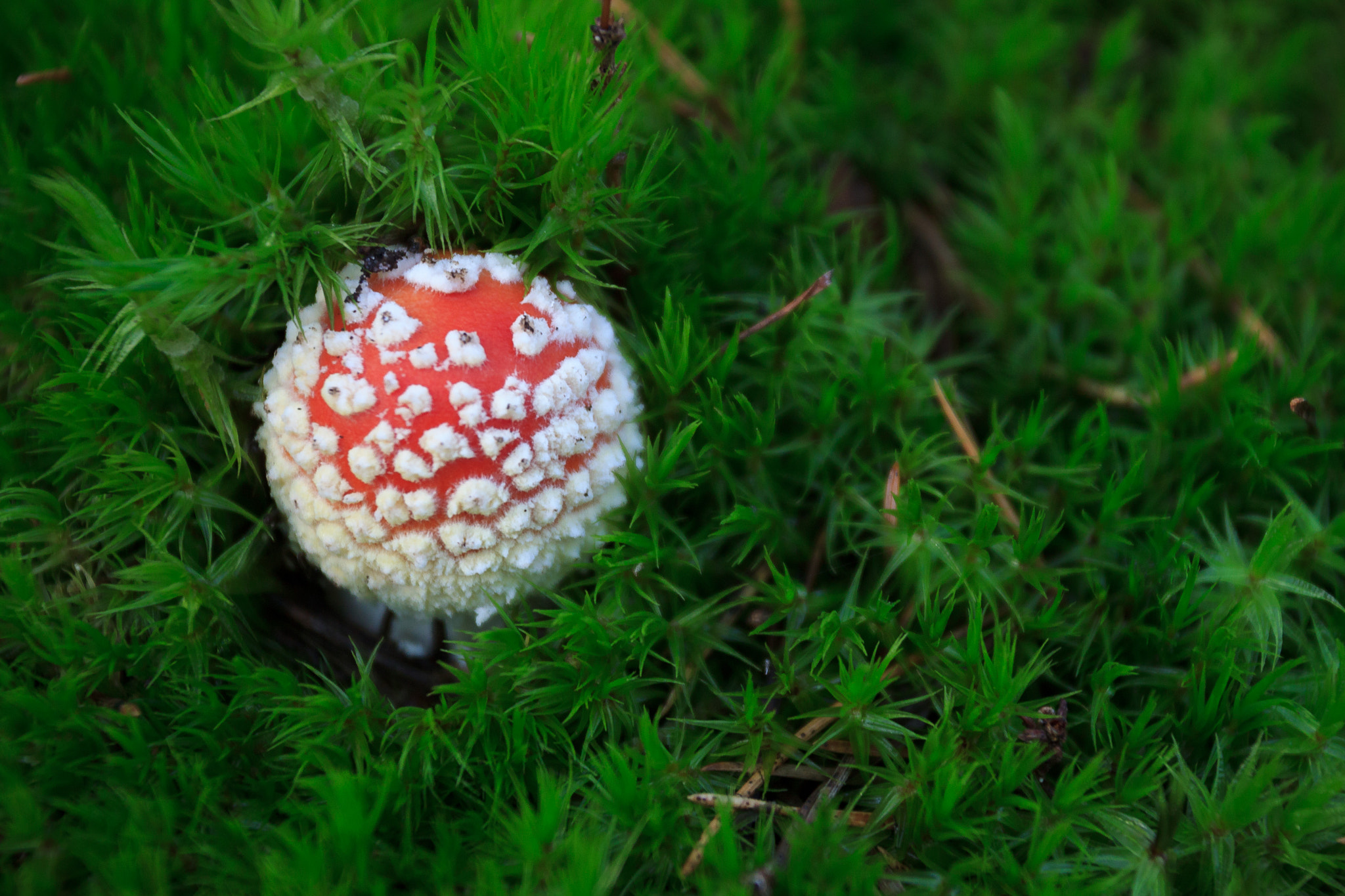 Canon EOS 500D (EOS Rebel T1i / EOS Kiss X3) sample photo. Amanita muscaria 4 photography