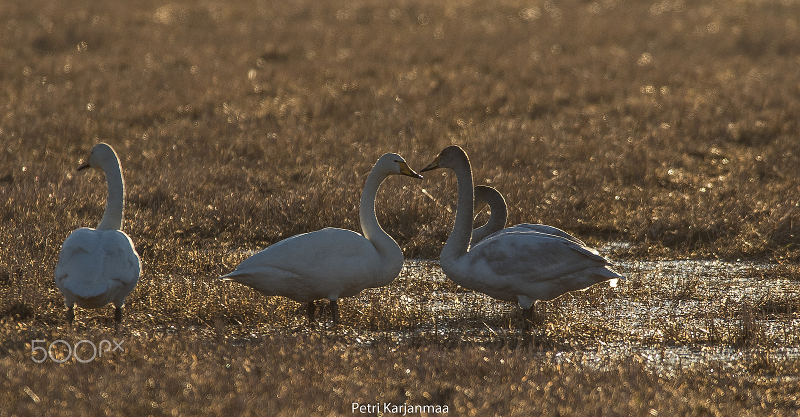 Canon EF 300mm f/2.8L + 1.4x sample photo. Spring evening sun photography