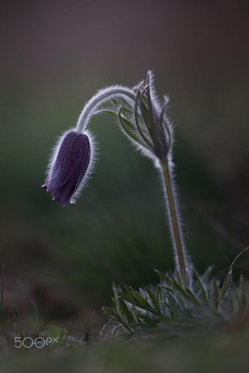 Sigma APO Macro 150mm f/2.8 EX DG HSM sample photo. Pulsatilla photography