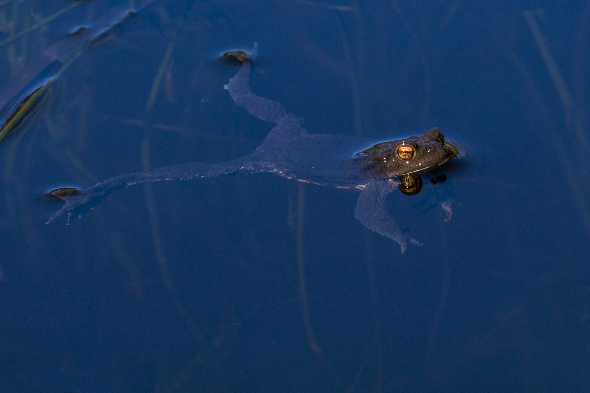 Nikon D800 + Sigma 150mm F2.8 EX DG OS Macro HSM sample photo. Bufo bufo photography