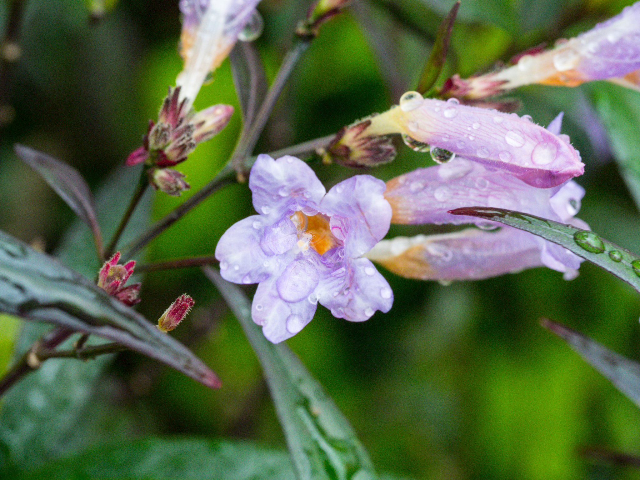 Olympus M.Zuiko Digital ED 60mm F2.8 Macro sample photo. Rain soaked photography