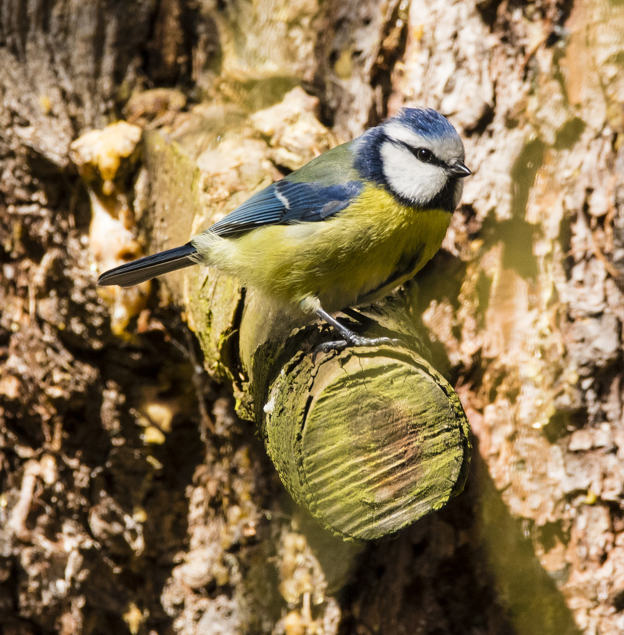 Nikon D500 sample photo. Blue tit - blaumeise photography