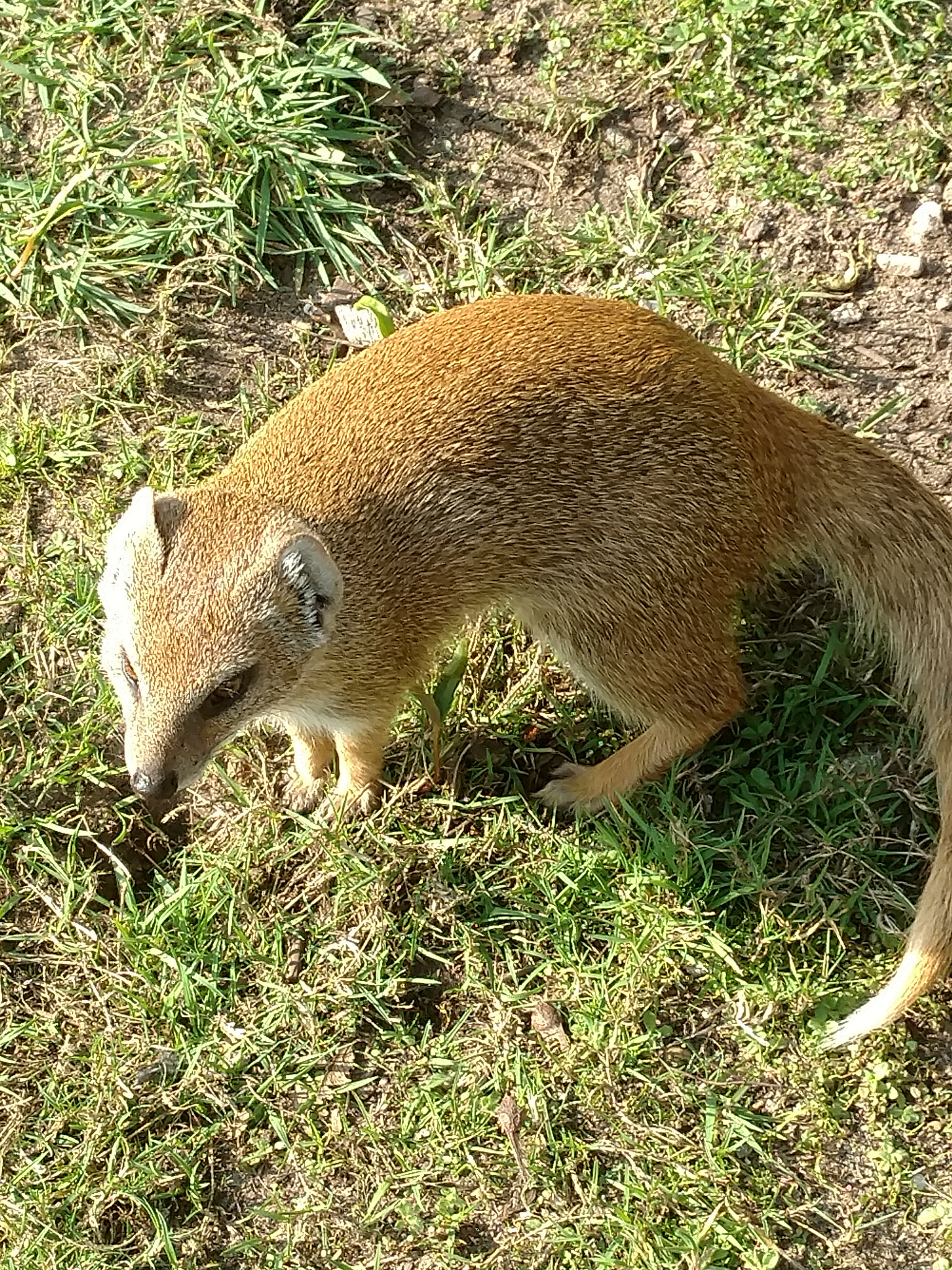 Motorola Moto X Style sample photo. Zoo photography