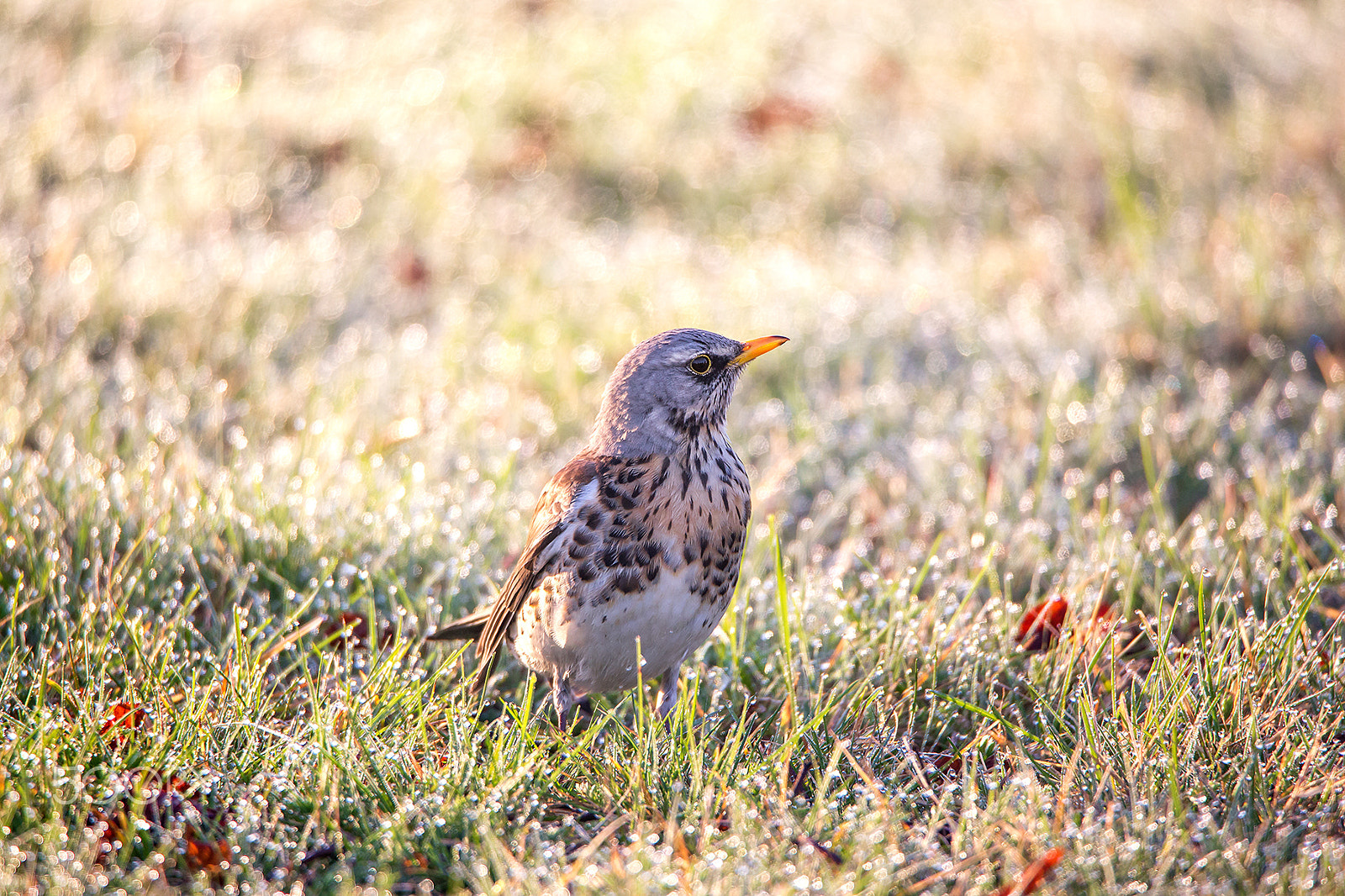 Tamron SP 150-600mm F5-6.3 Di VC USD sample photo. Morning bird photography