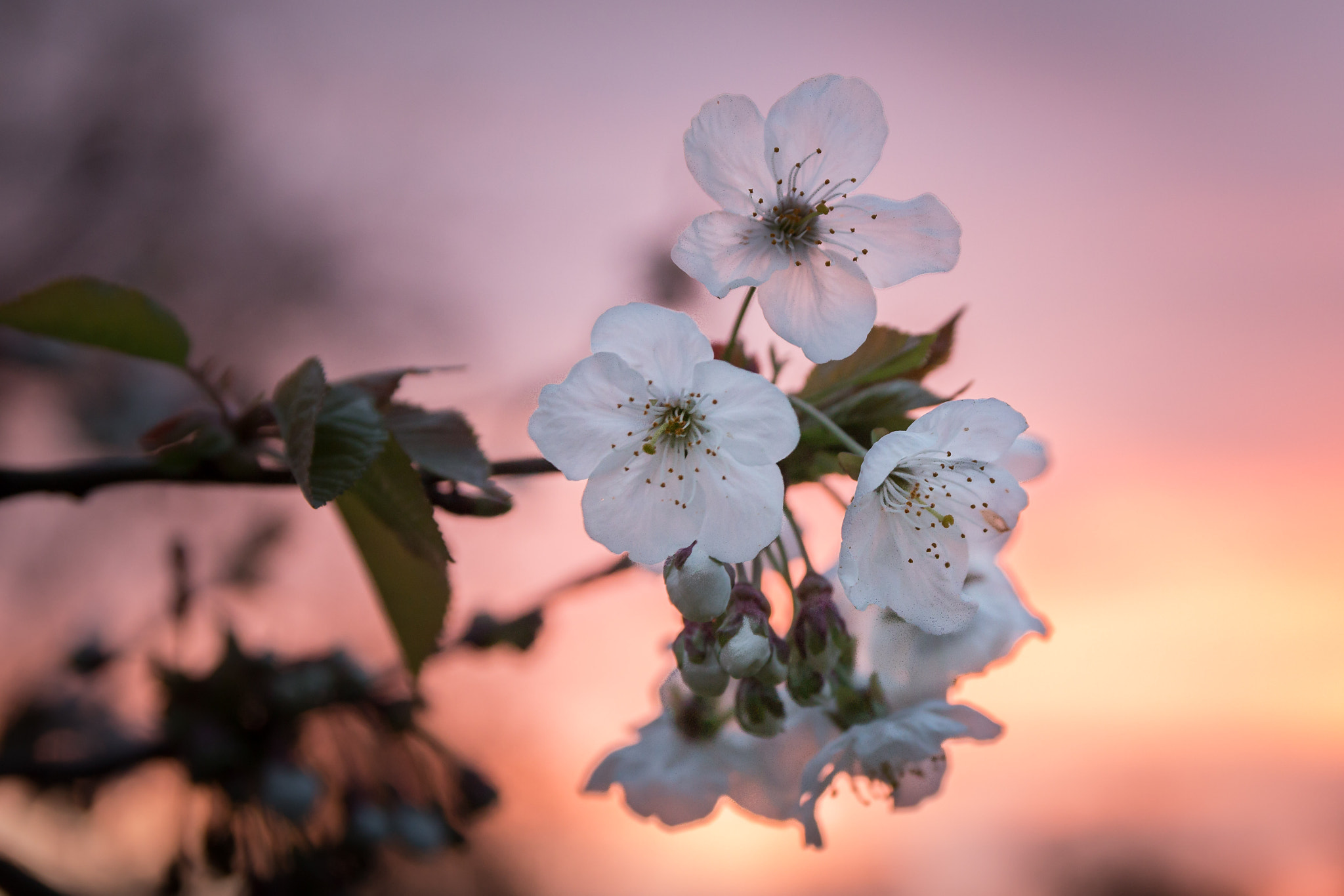 Canon EOS 650D (EOS Rebel T4i / EOS Kiss X6i) sample photo. Fleurs de cerisier photography