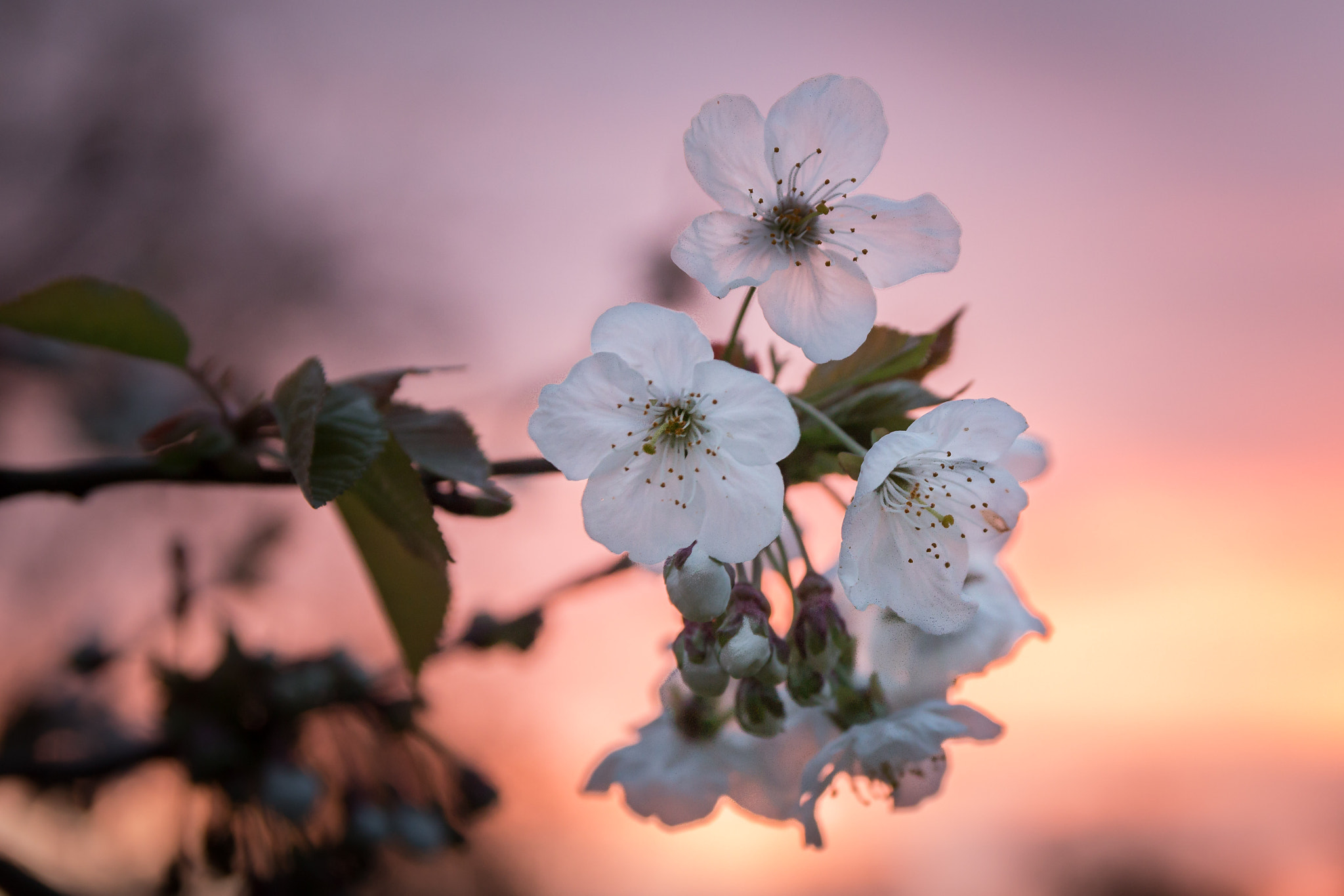 Canon EF-S 17-55mm F2.8 IS USM sample photo. Fleurs de cerisier photography