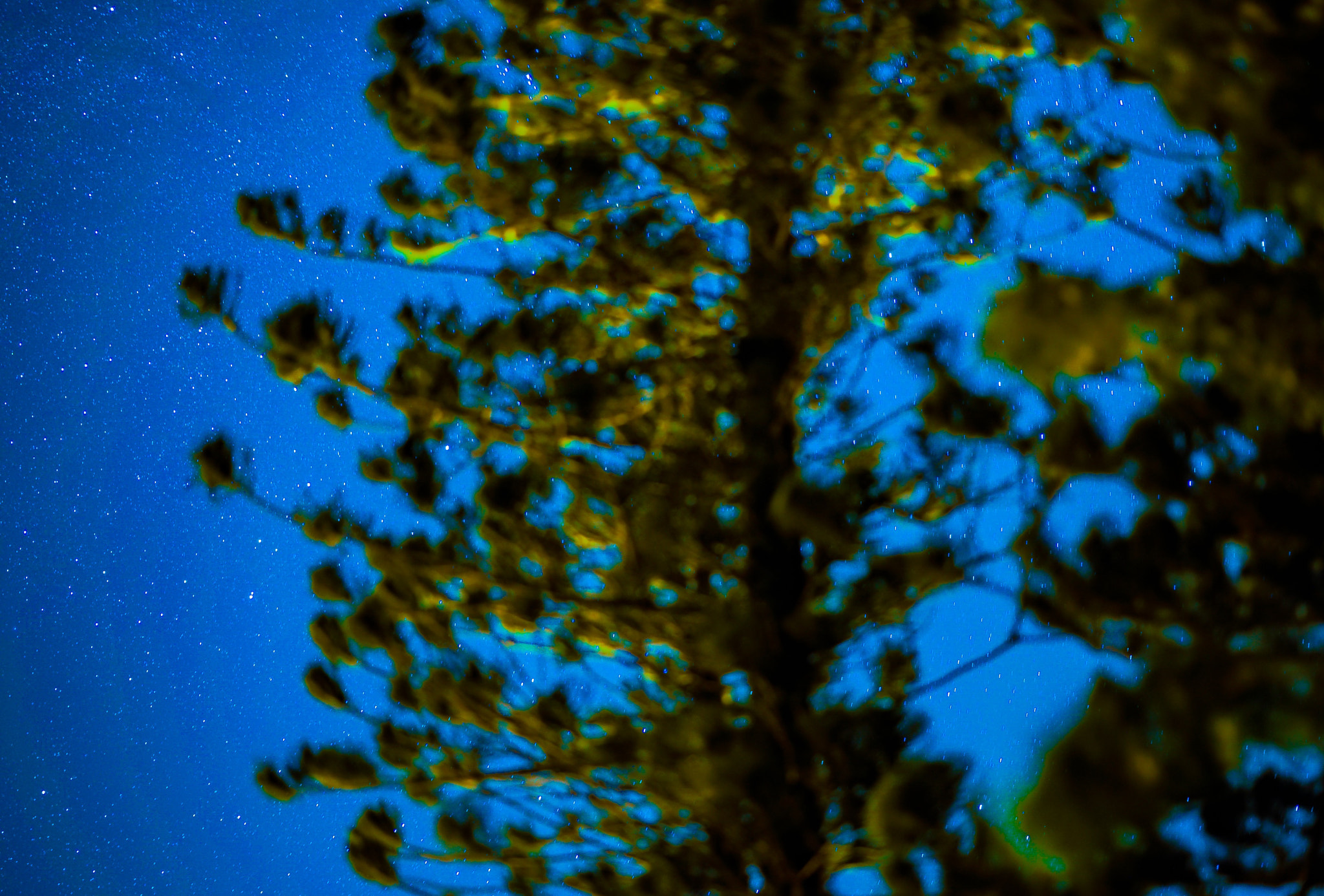 Sony a7S sample photo. Trees & stars photography