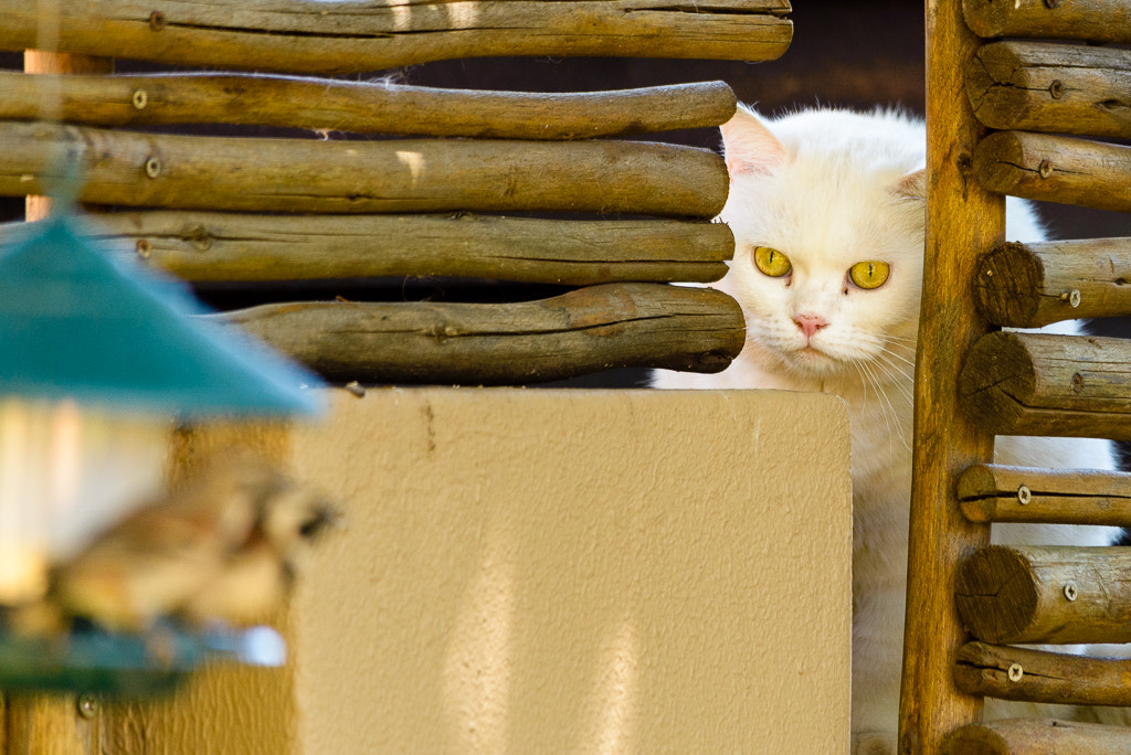 Sigma 150-500mm F5-6.3 DG OS HSM sample photo. Killer cat photography