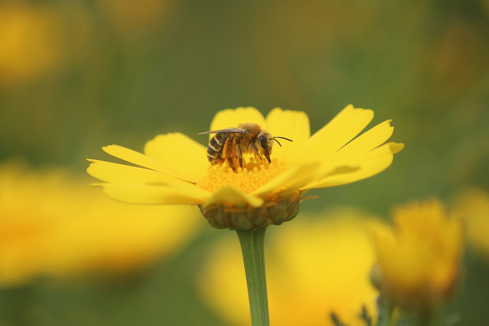 Canon EOS 650D (EOS Rebel T4i / EOS Kiss X6i) sample photo. Bee photography