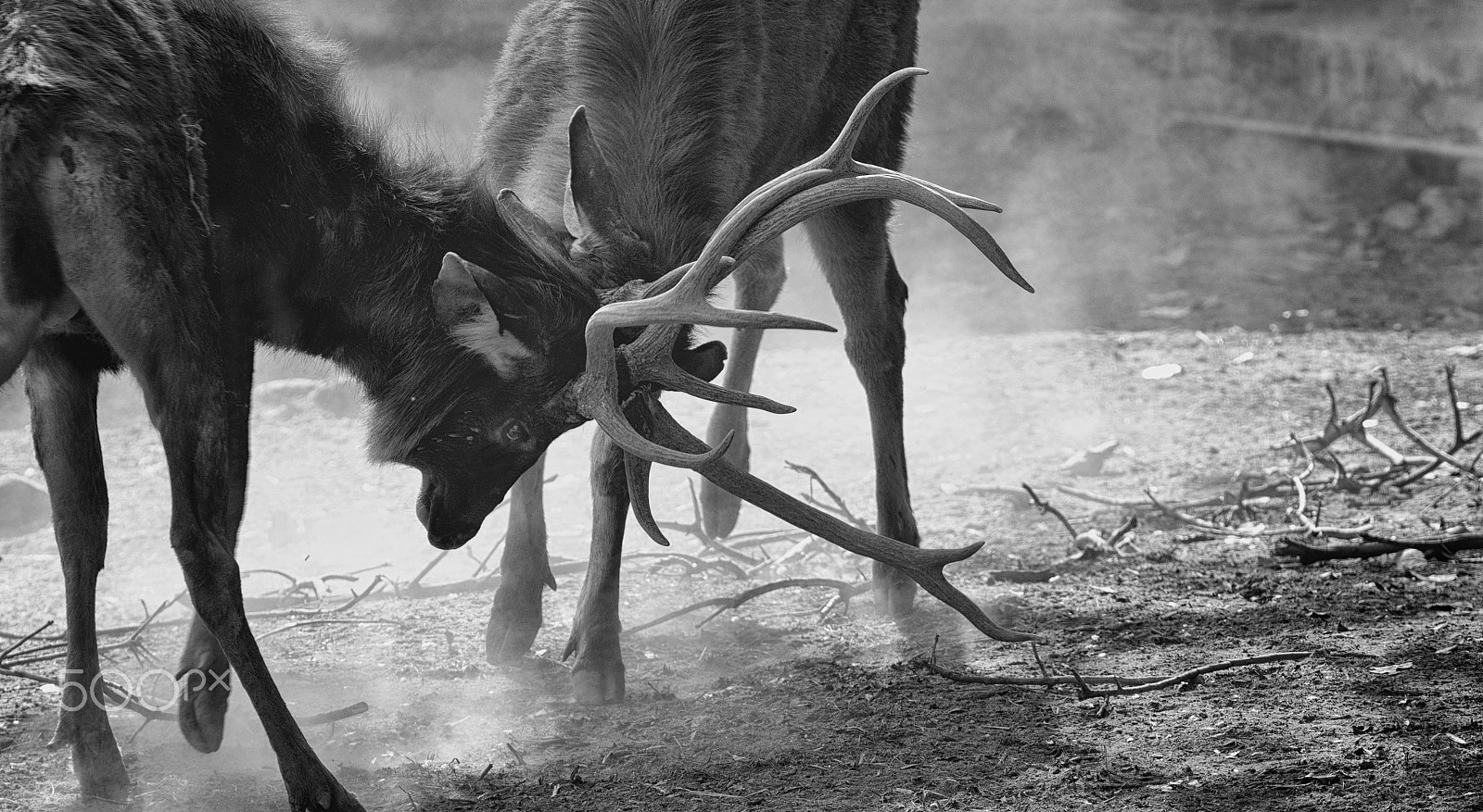 Nikon D750 + Tamron SP 150-600mm F5-6.3 Di VC USD sample photo. Stag fight photography