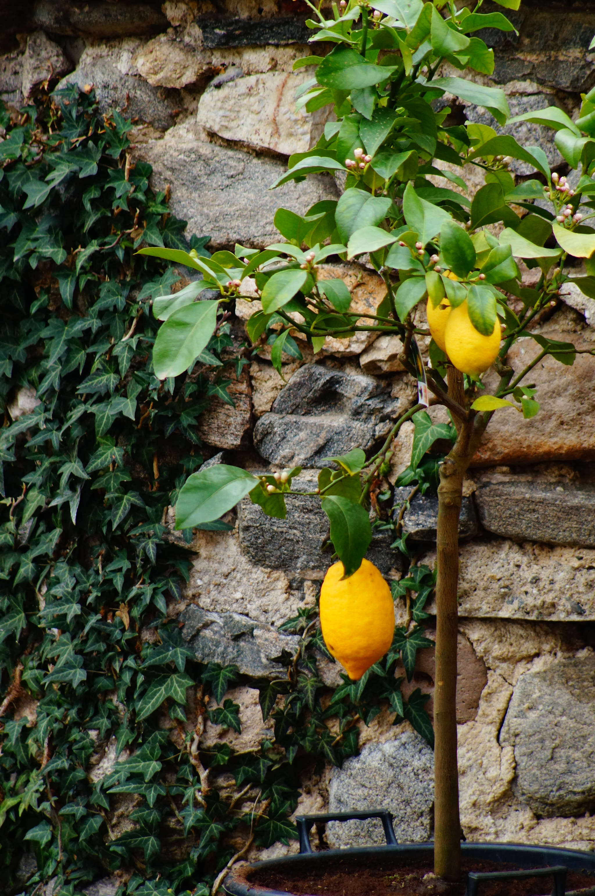 Sony SLT-A57 sample photo. Lemon photography
