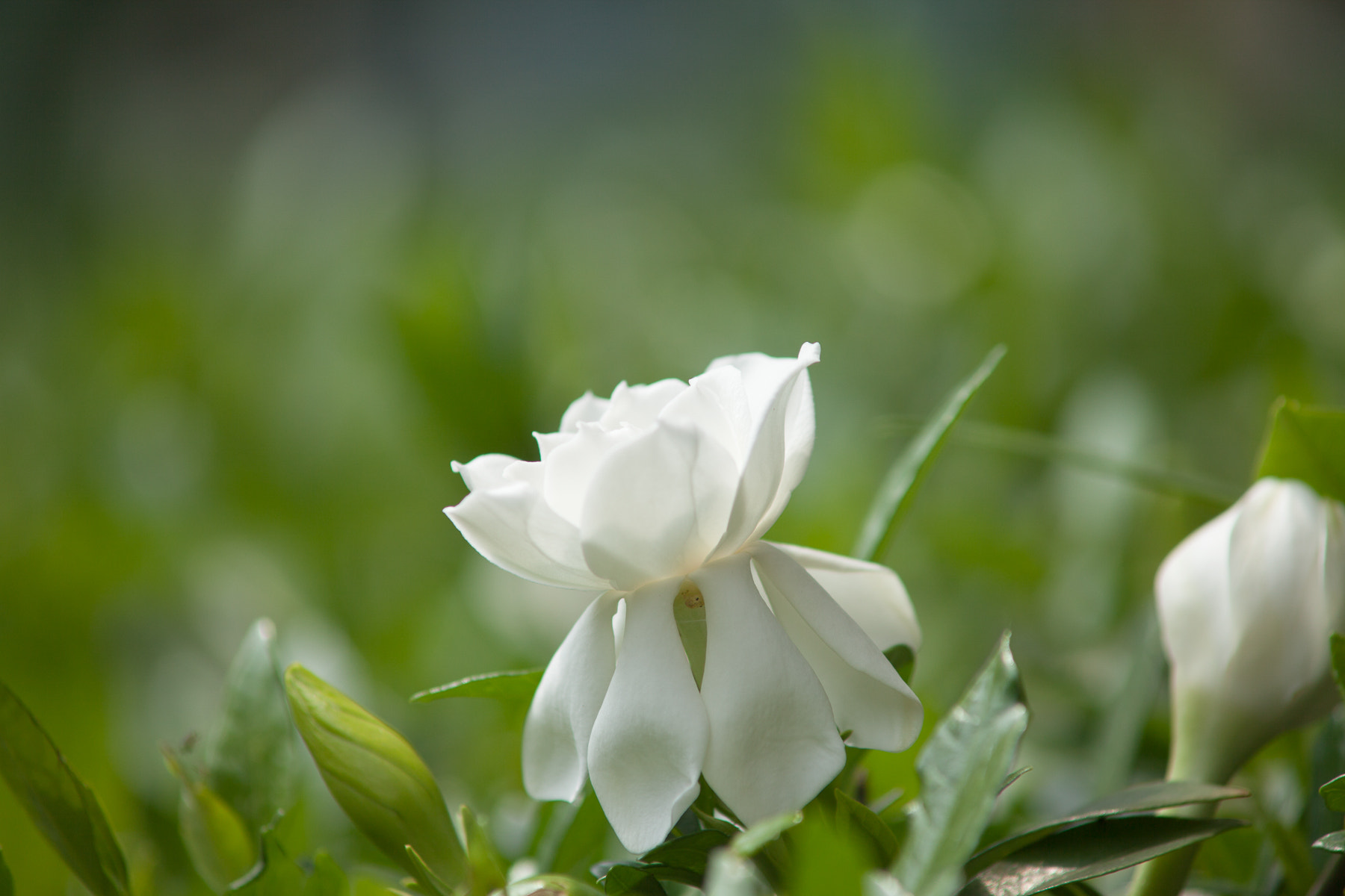 Canon EF 35-80mm f/4-5.6 sample photo. Img photography