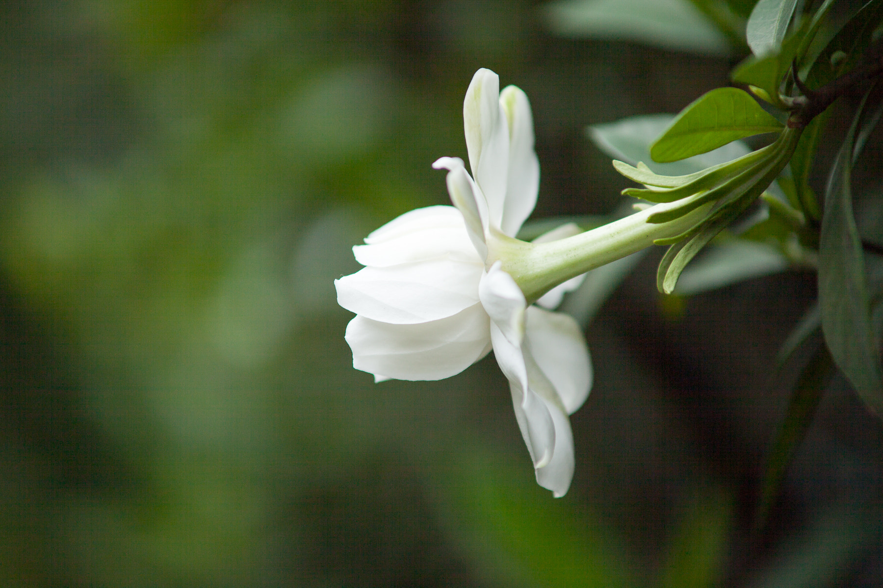 Canon EF 35-80mm f/4-5.6 sample photo. Img photography