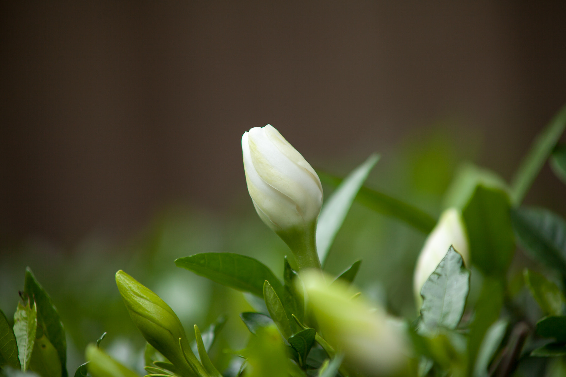 Canon EF 35-80mm f/4-5.6 sample photo. Img photography