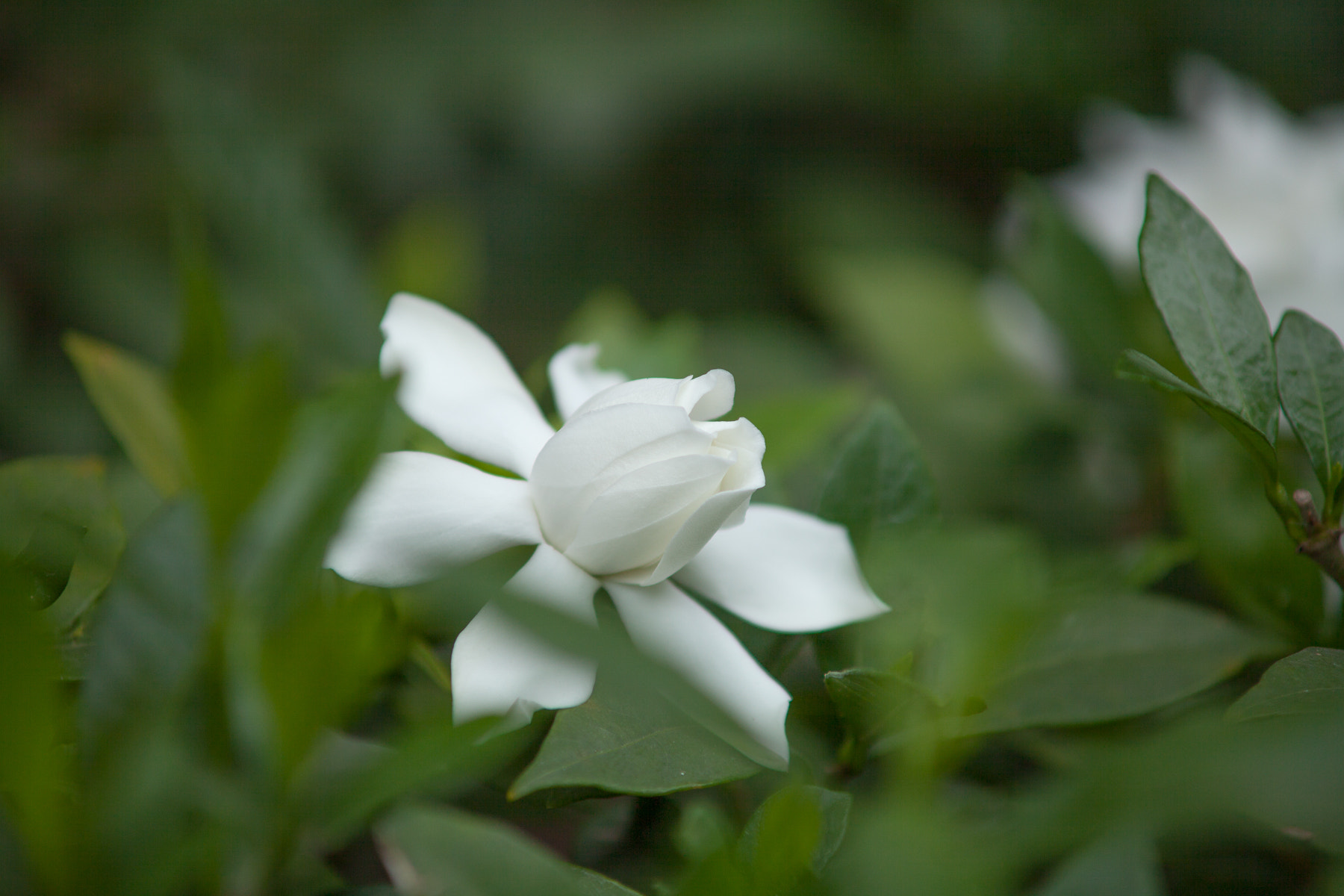 Canon EF 35-80mm f/4-5.6 sample photo. Img photography