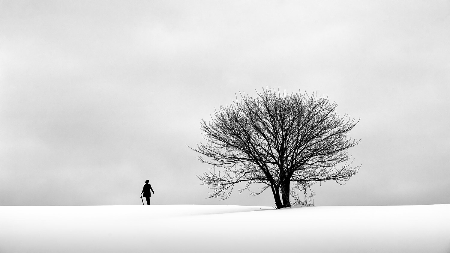 Sony a7R + Minolta/Sony AF 70-200mm F2.8 G sample photo. Bianco photography
