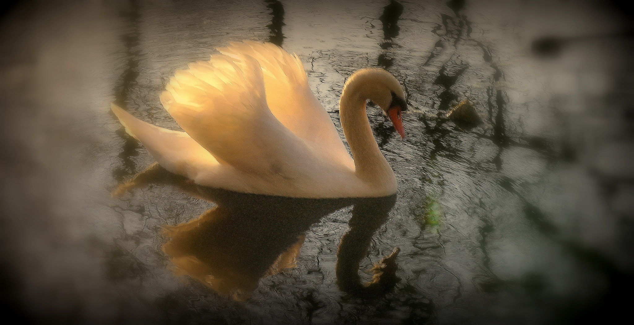 Samsung NX10 sample photo. "flammender schwan" photography