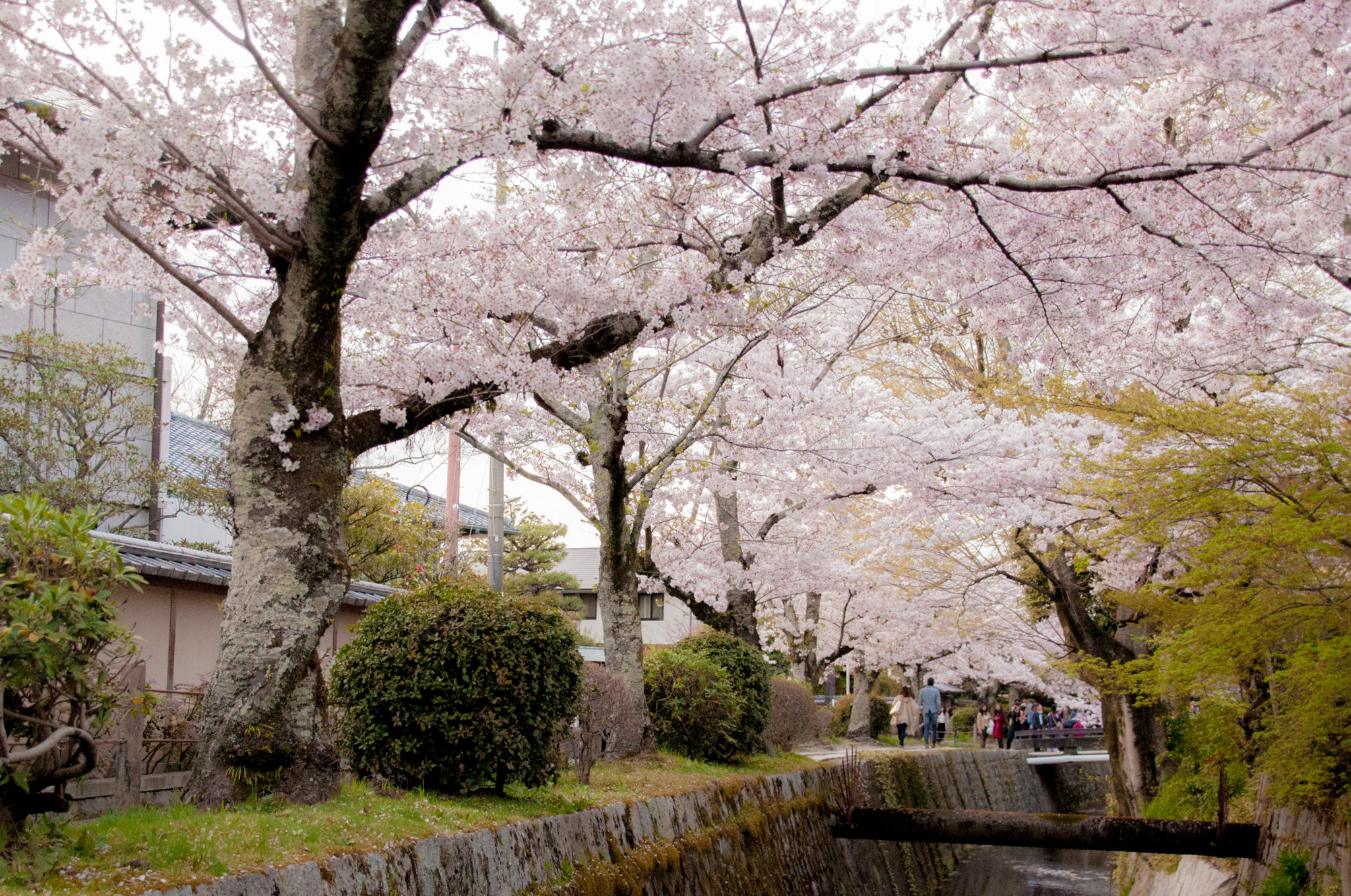 Nikon D90 sample photo