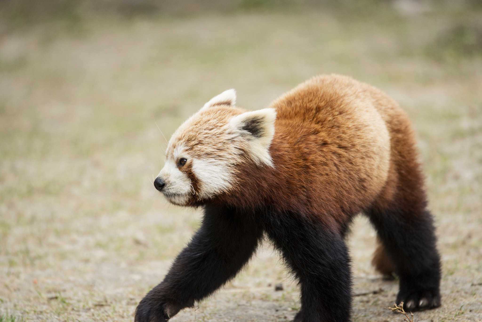 Nikon D800 sample photo. Panda ruda photography