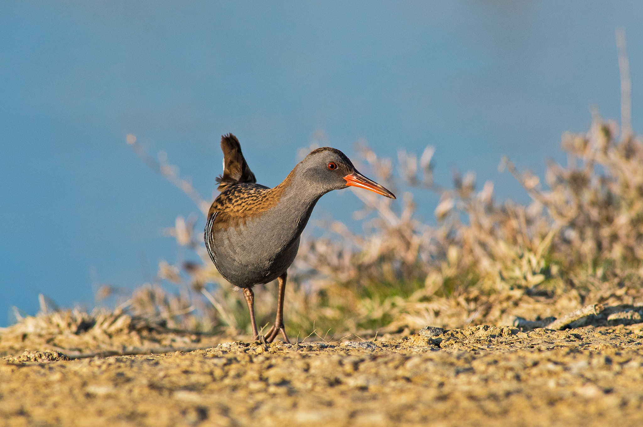 Nikon D750 + AF Nikkor 300mm f/4 IF-ED sample photo. Porciglione photography