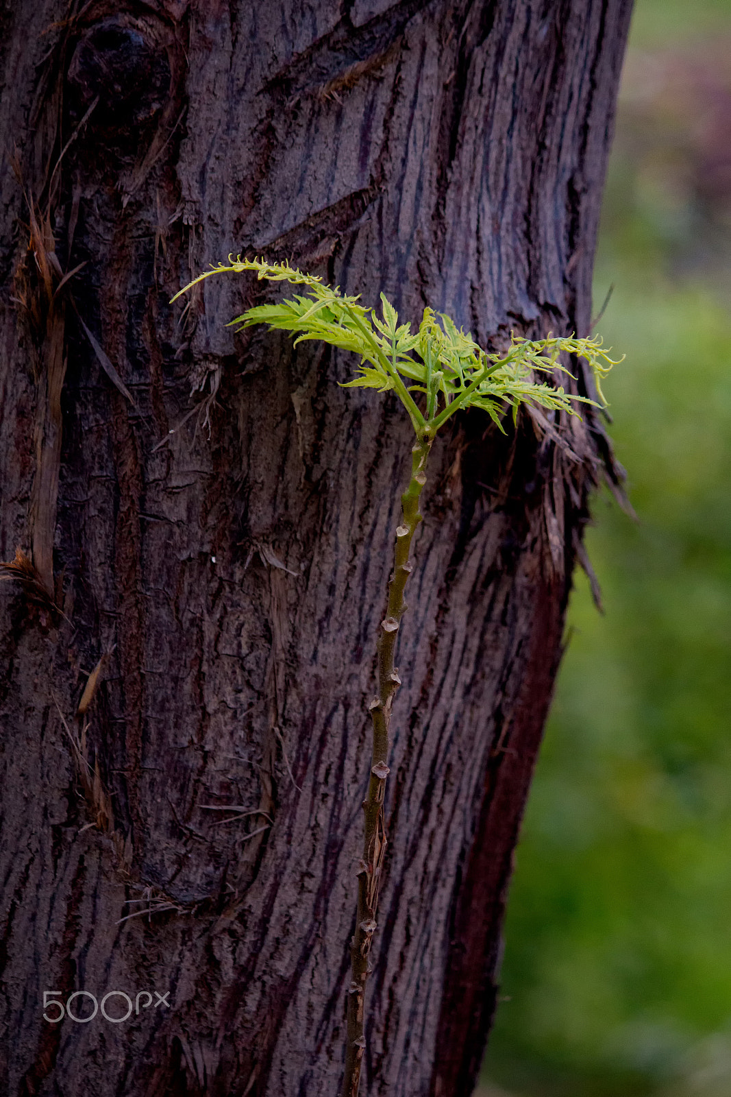 Canon EF-S 55-250mm F4-5.6 IS II sample photo. A new beginning photography