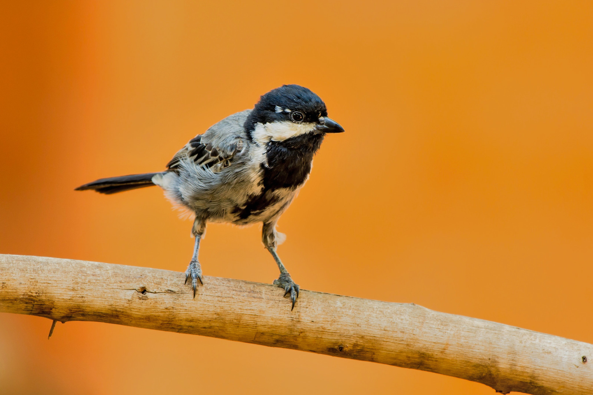 Nikon D7100 sample photo. Ashy tit photography