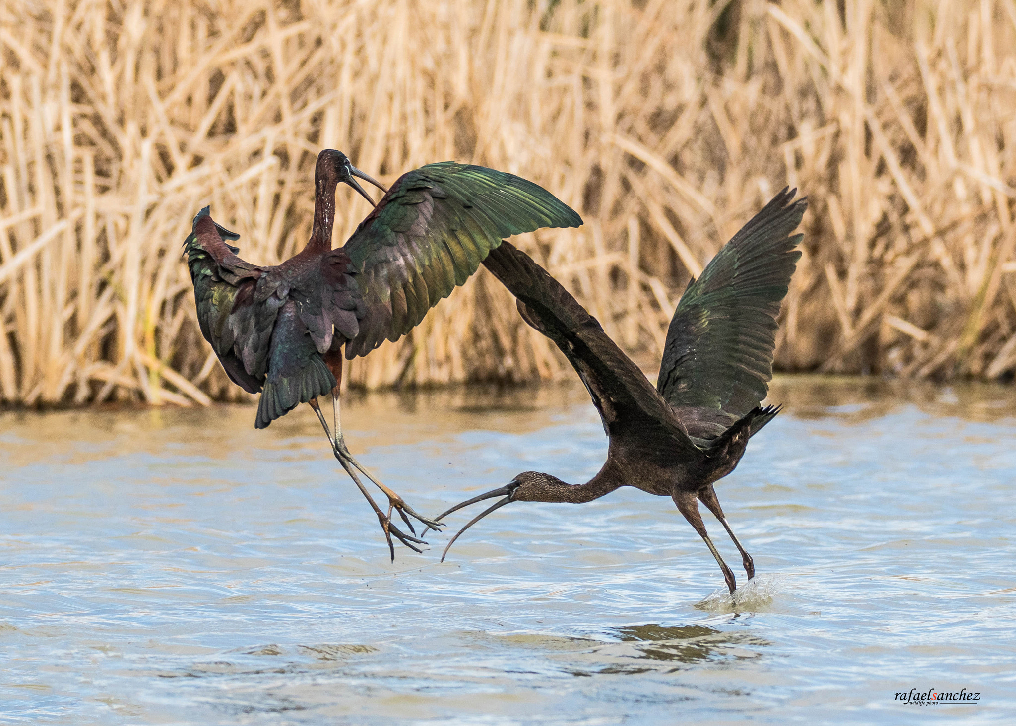 150-600mm F5-6.3 DG OS HSM | Sports 014 sample photo. Morito comun - glossy ibis photography