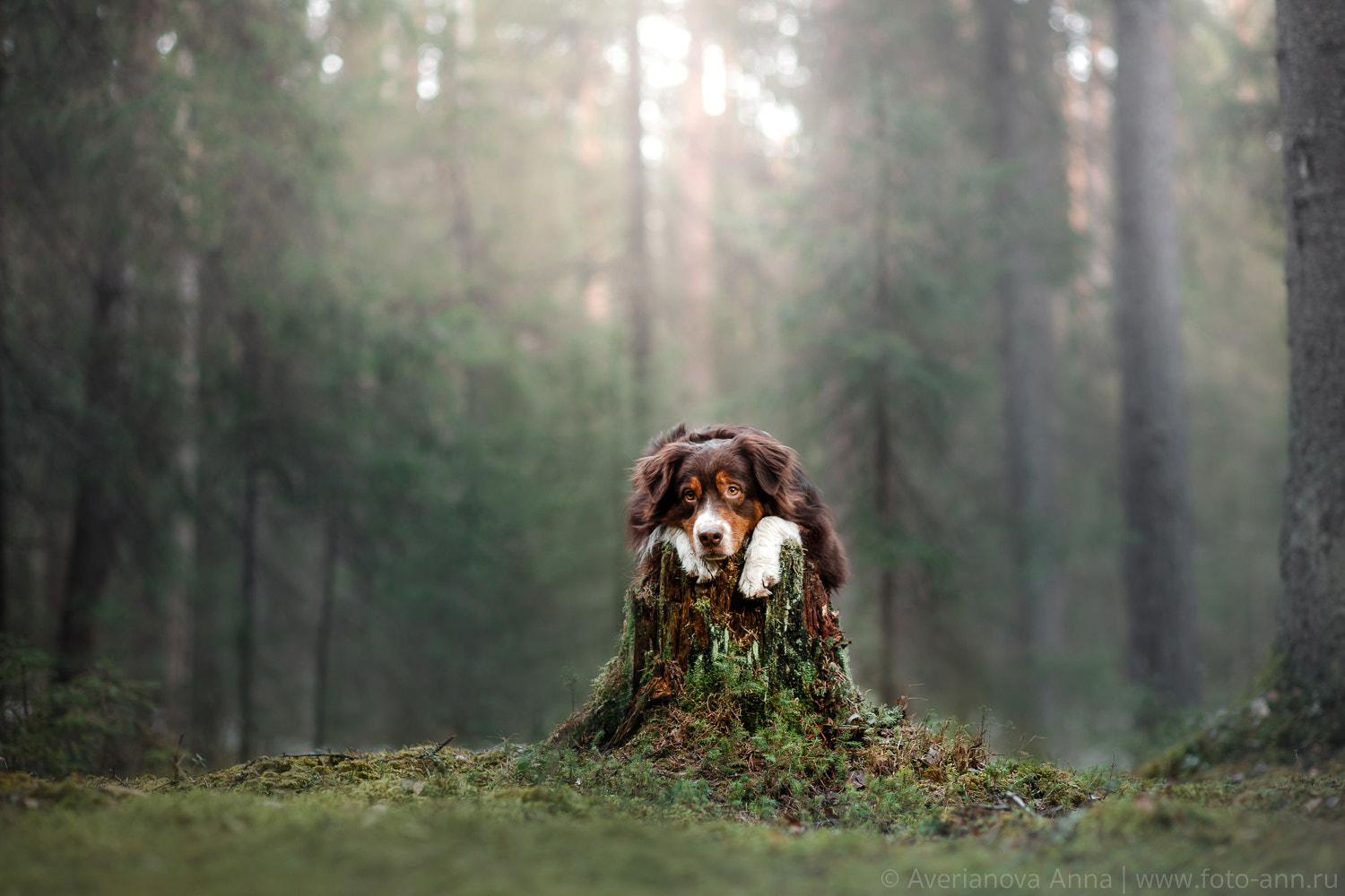 Canon EF 85mm F1.8 USM sample photo. In the mysterious forest photography