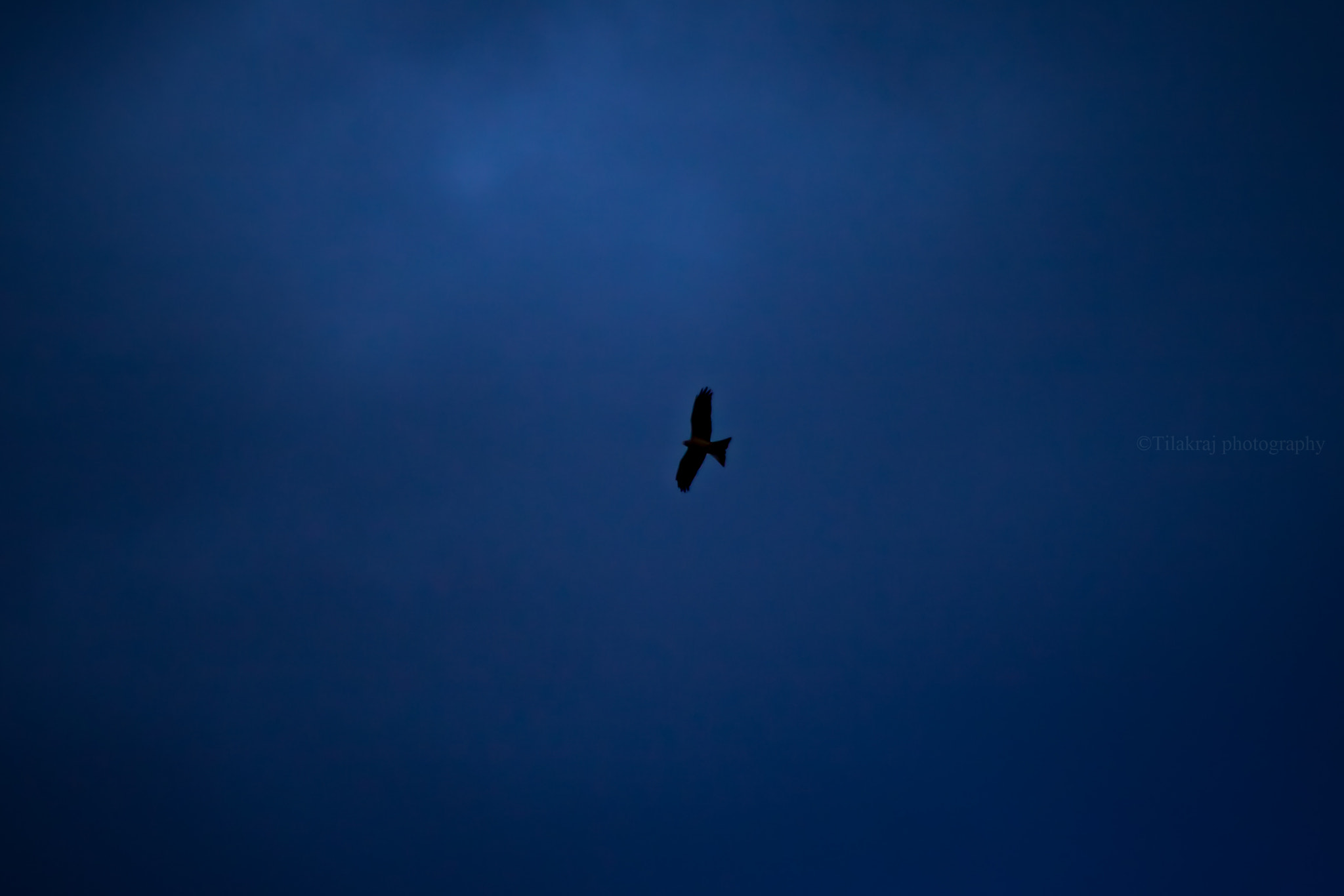 Canon EF 50mm F1.4 USM sample photo. Dark clouds & hungry hawk photography