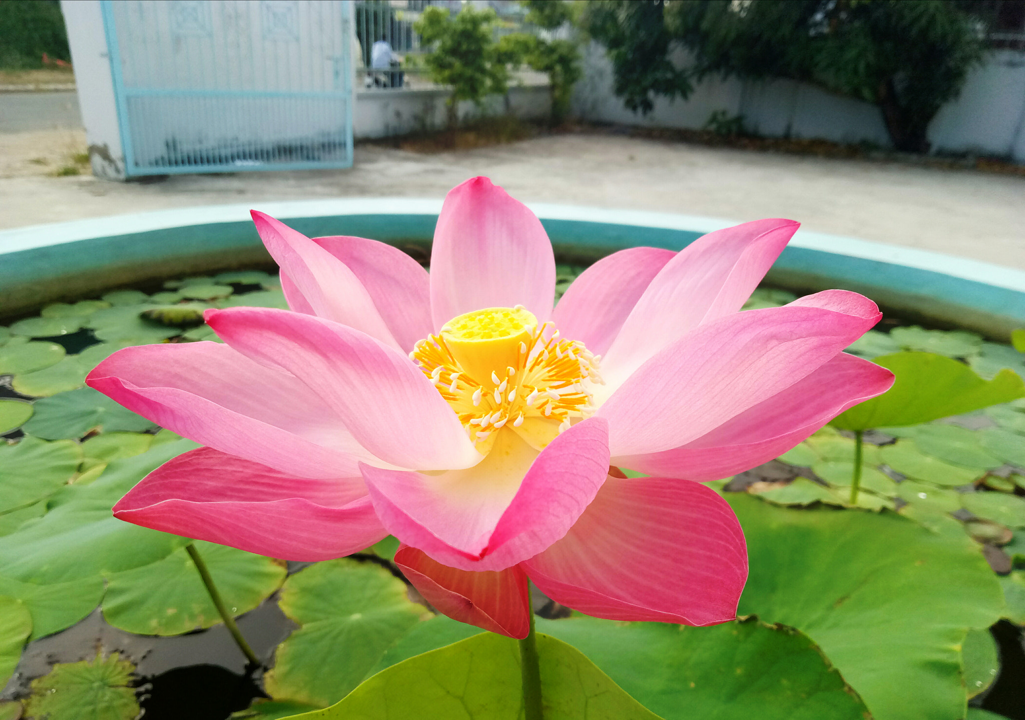 Meizu m3 note sample photo