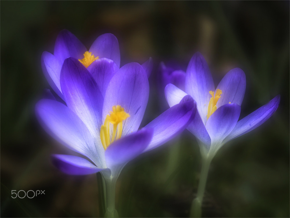 Olympus OM-D E-M5 II sample photo. Krokus light photography