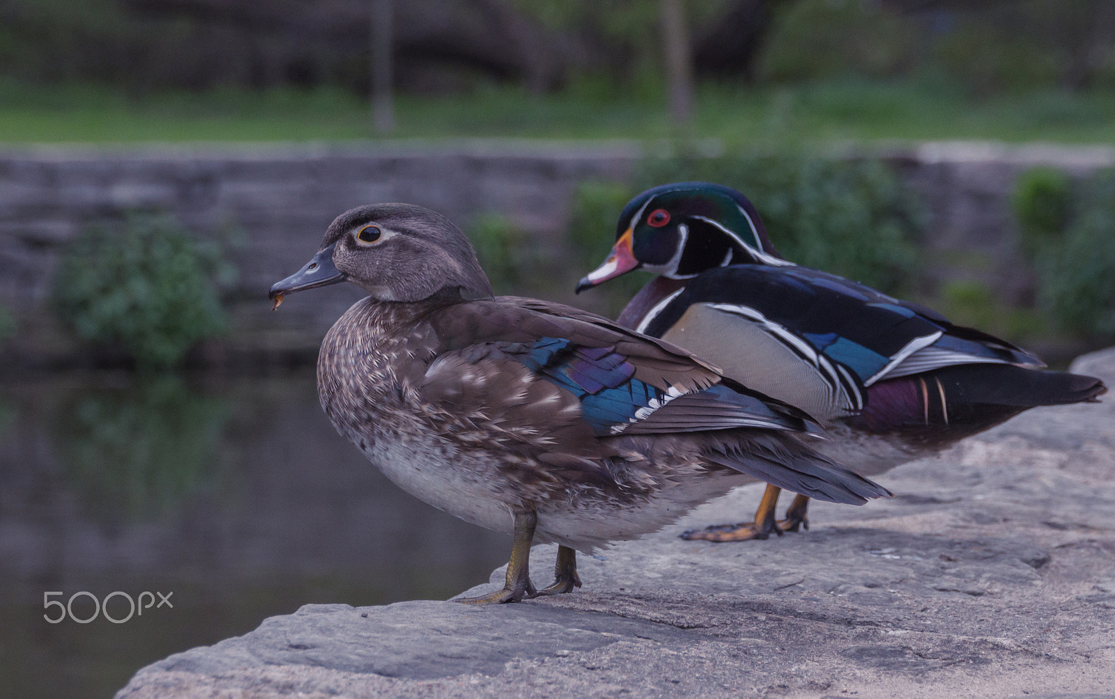Sigma 18-250mm F3.5-6.3 DC OS HSM sample photo. Two of a kind photography