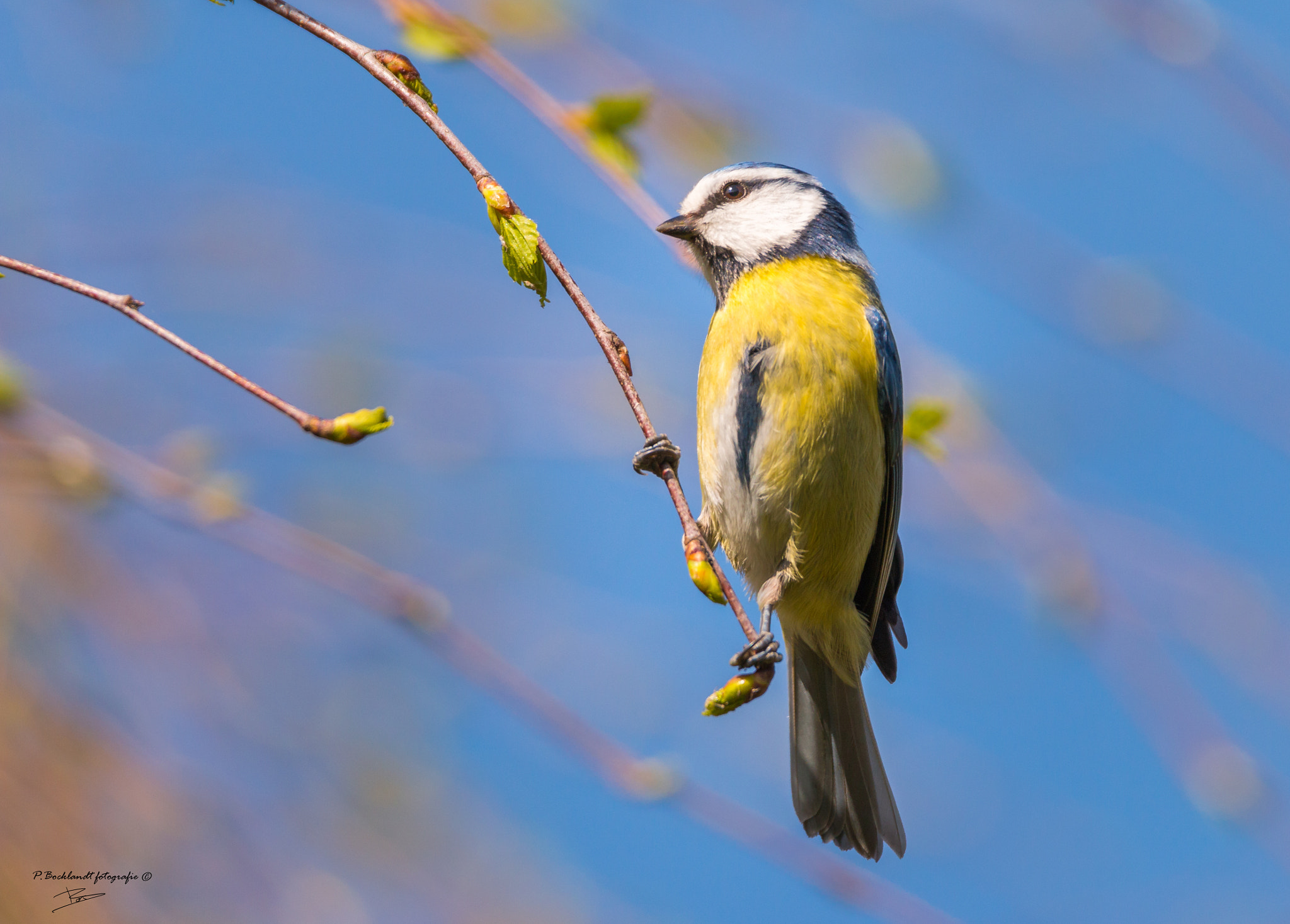 150-600mm F5-6.3 DG OS HSM | Contemporary 015 sample photo. Blue tit photography