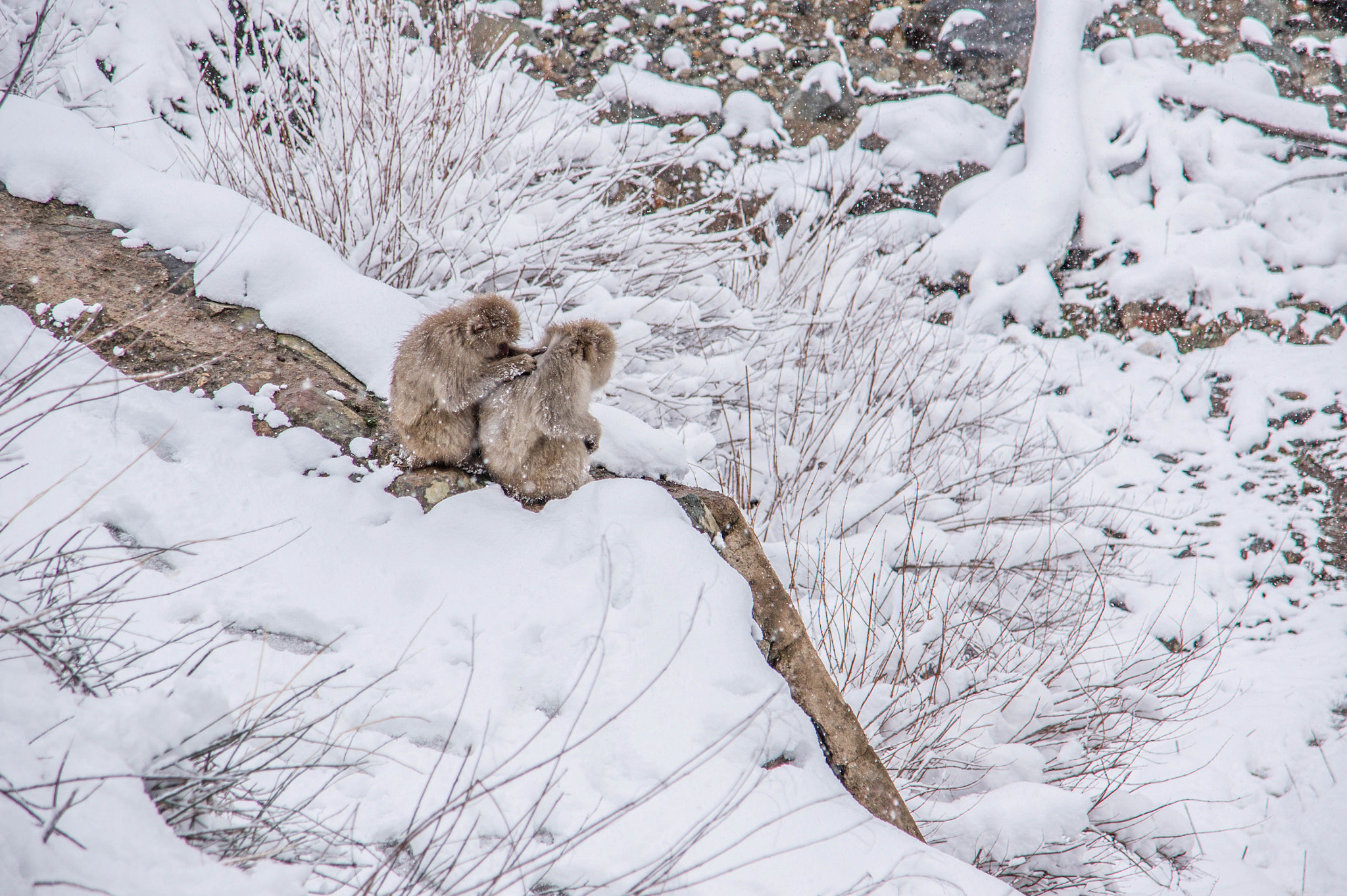 Sony Alpha DSLR-A550 sample photo. Nagano, japan photography