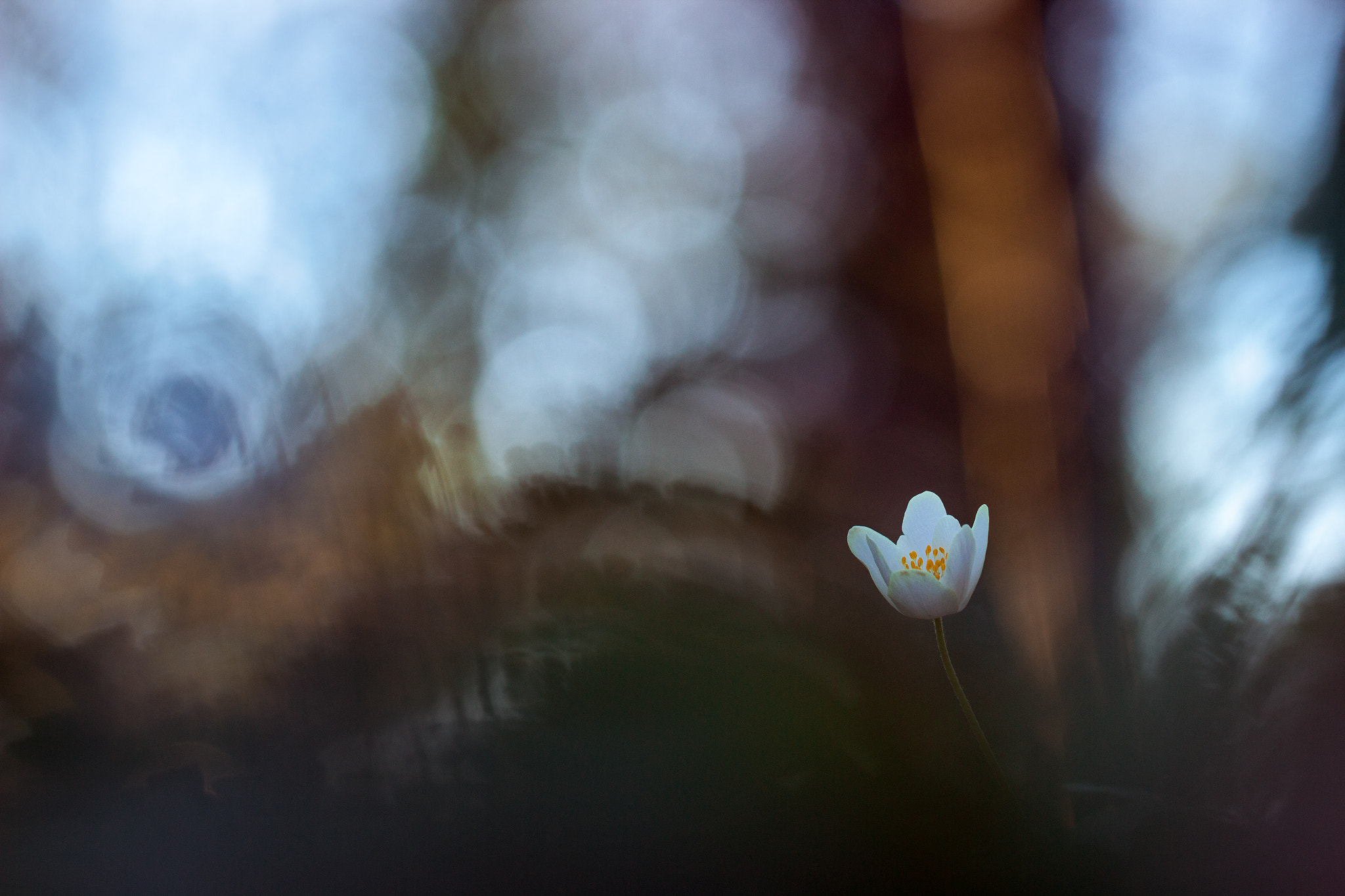 Canon EF 100mm F2.8L Macro IS USM sample photo. Anémone photography