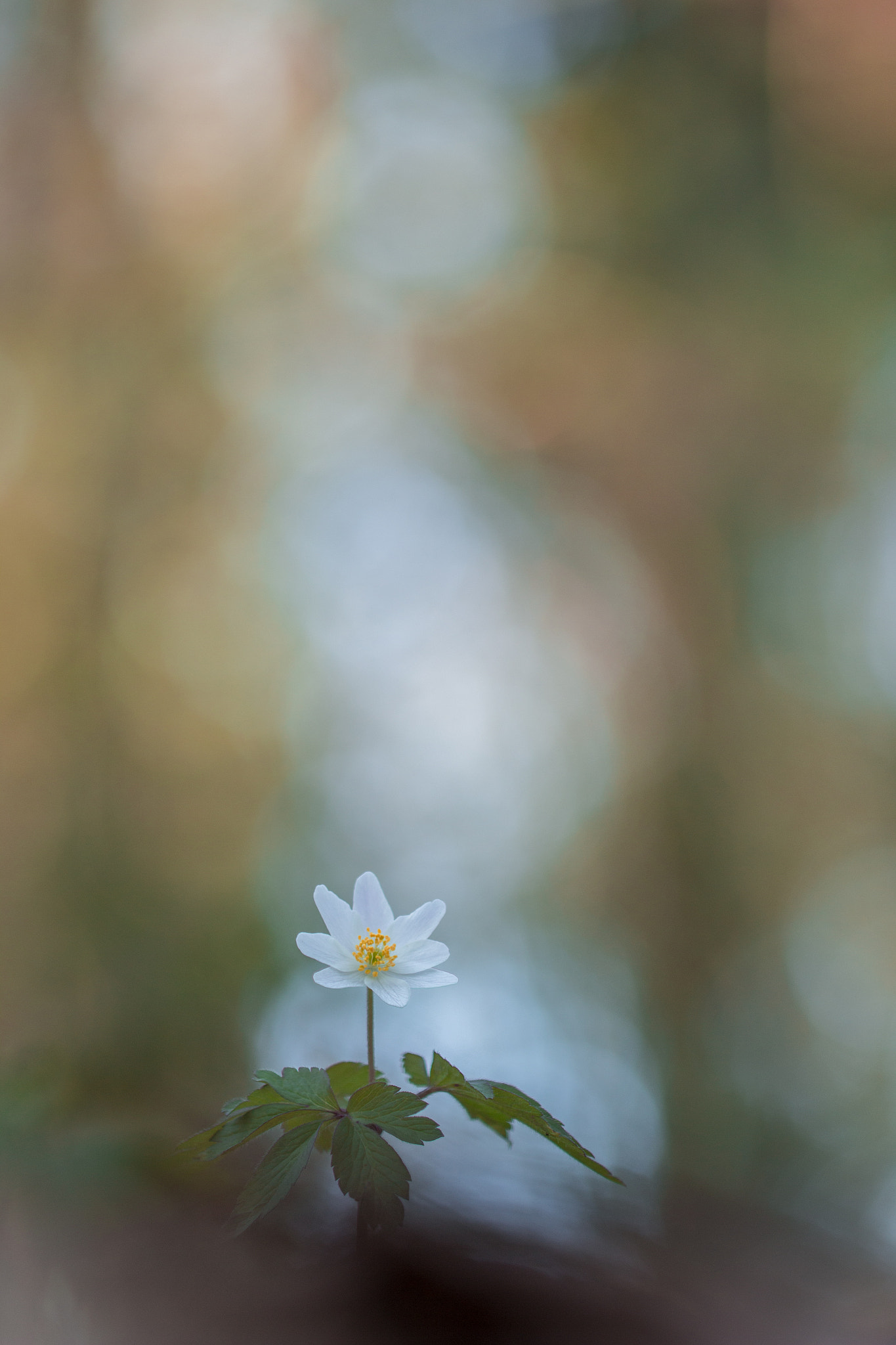 Canon EF 100mm F2.8L Macro IS USM sample photo. Anémone photography