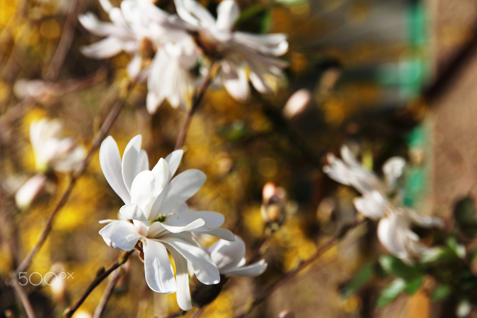 Canon EOS 60D sample photo. Star magnolia 2 photography