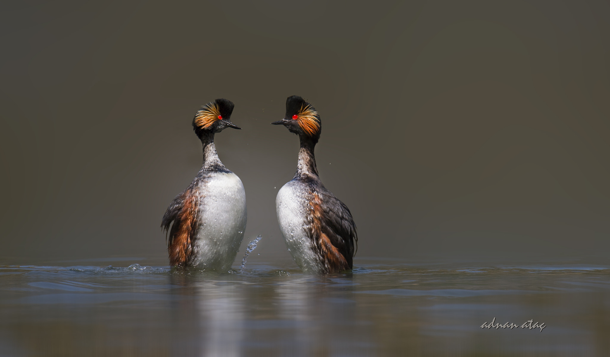 Nikon D5 + Sigma 150-600mm F5-6.3 DG OS HSM | S sample photo. Kara boyunlu batağan - black necked grebe - podiceps nigricollis photography