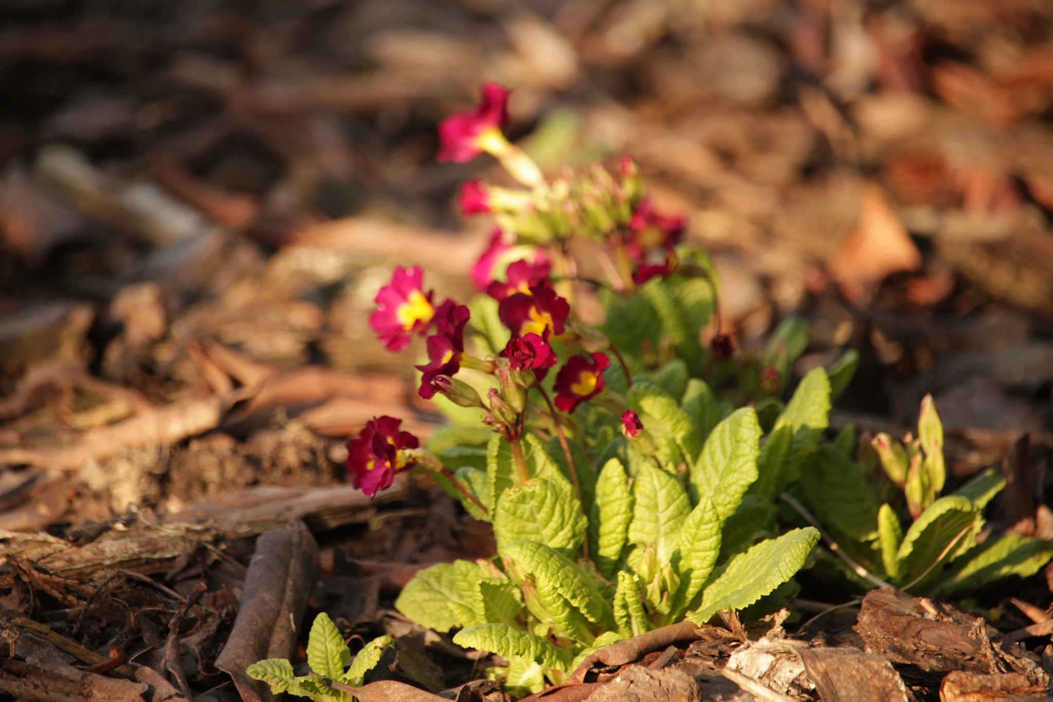Canon EF-S 55-250mm F4-5.6 IS STM sample photo. Primel / prim rose photography