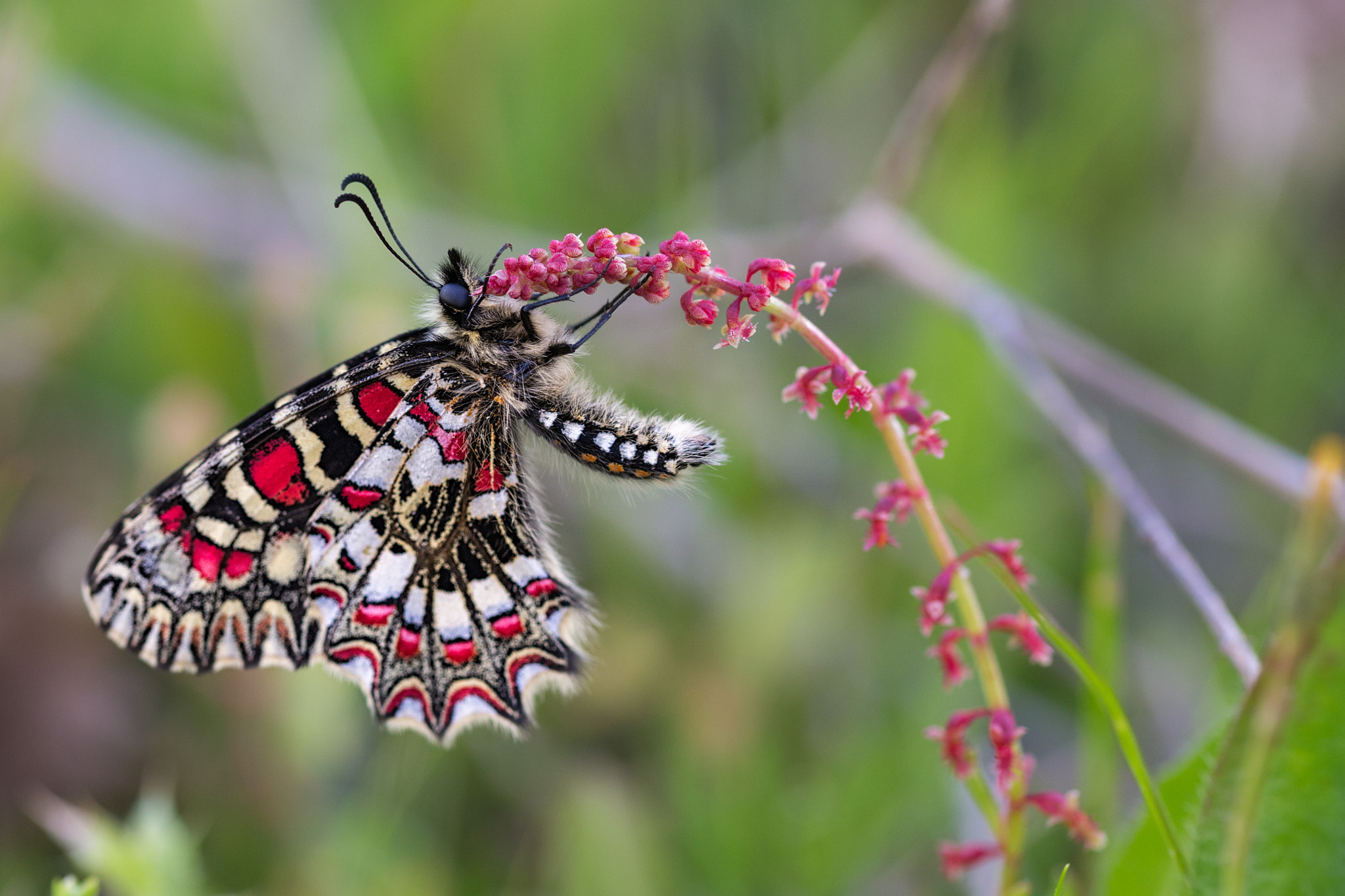 Sigma 105mm F2.8 EX DG OS HSM sample photo. Zerynthia rumina  300317-9149 photography