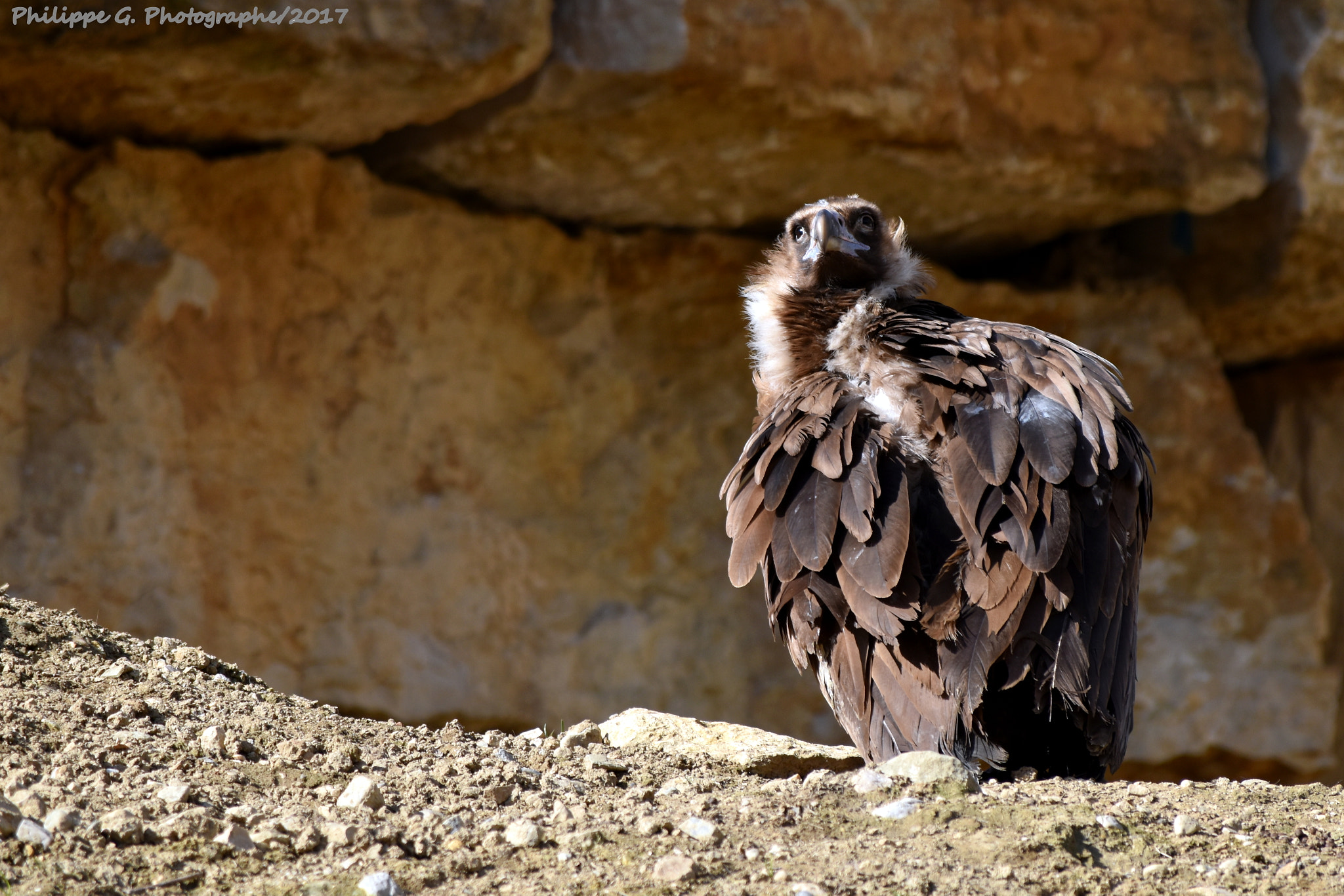 Nikon D5500 sample photo. Vautour moine, la garenne photography
