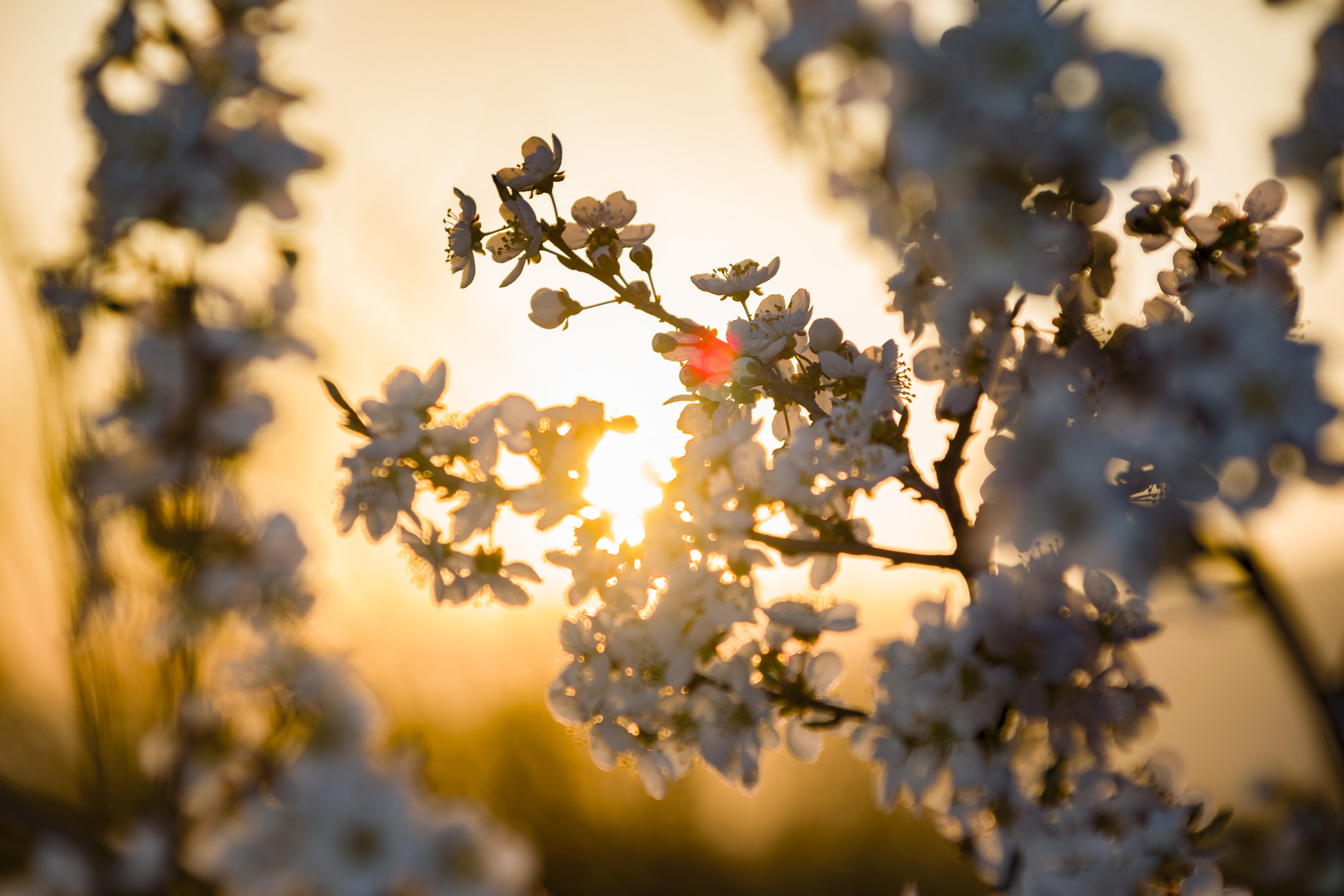 Nikon D5300 + Sigma 28-300mm F3.5-6.3 DG Macro sample photo. Spring photography