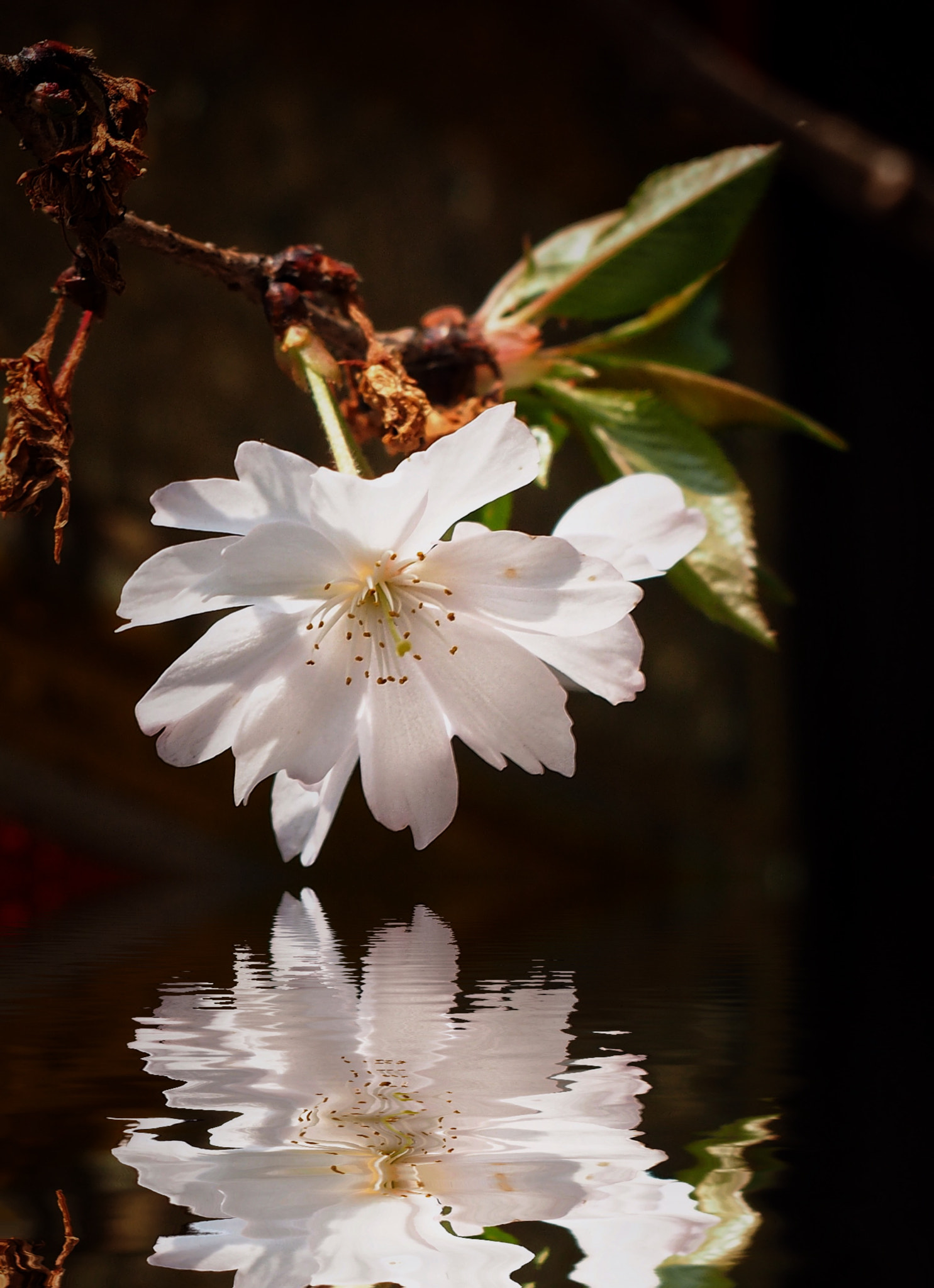 Olympus OM-D E-M1 sample photo. Spring up close photography