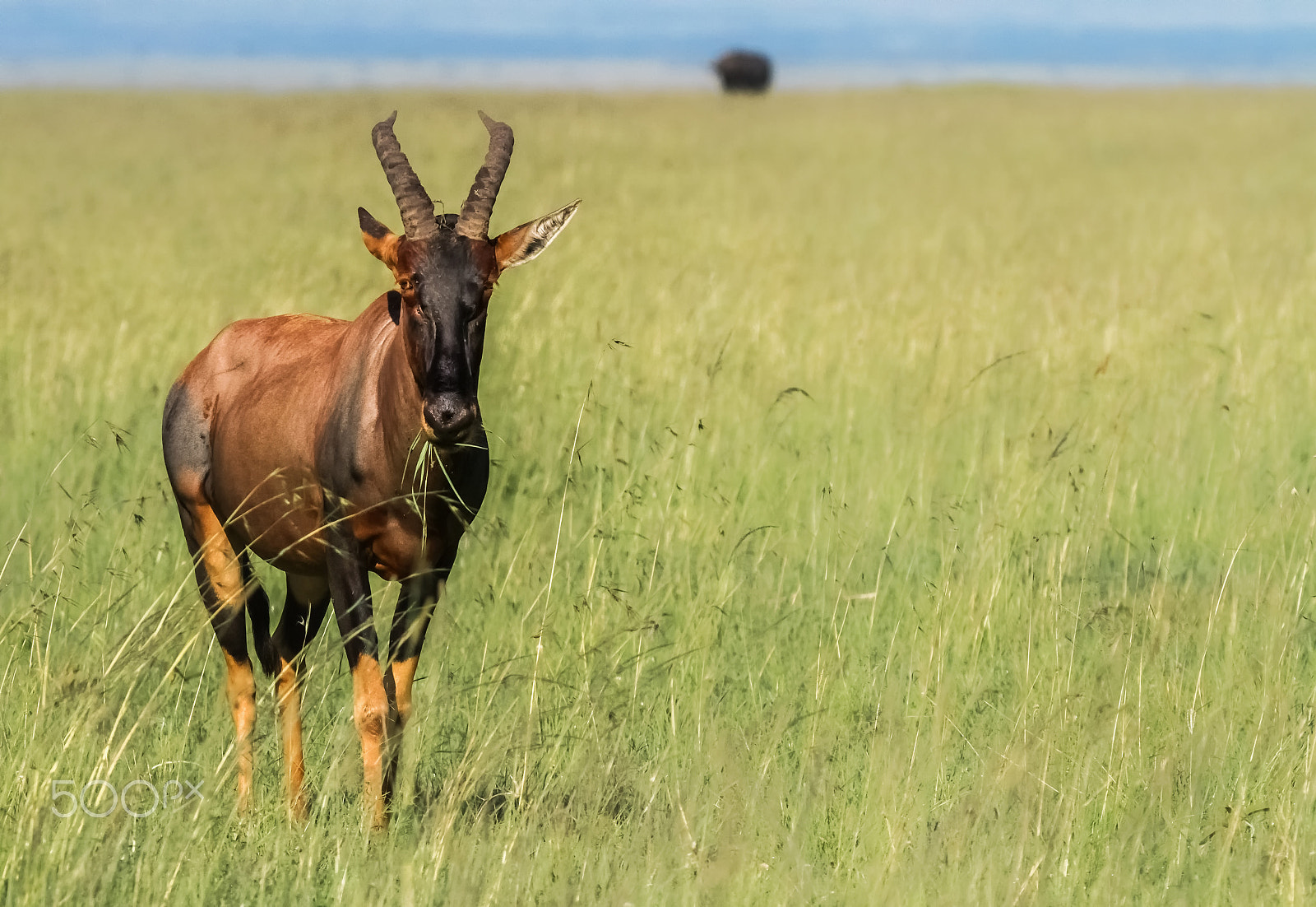 Tamron SP 150-600mm F5-6.3 Di VC USD sample photo. A topi in savannah photography