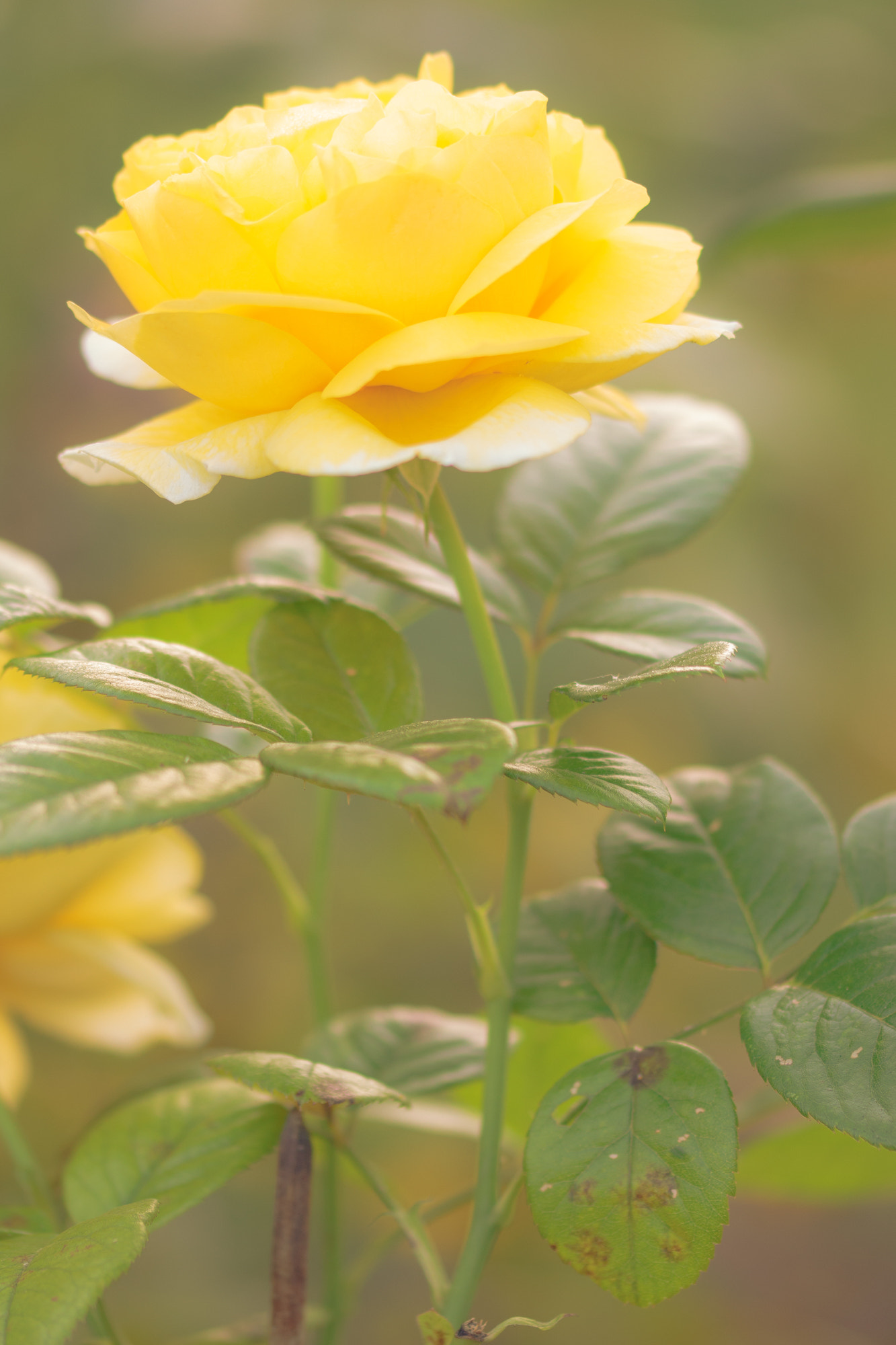 Sigma 105mm F2.8 EX DG OS HSM sample photo